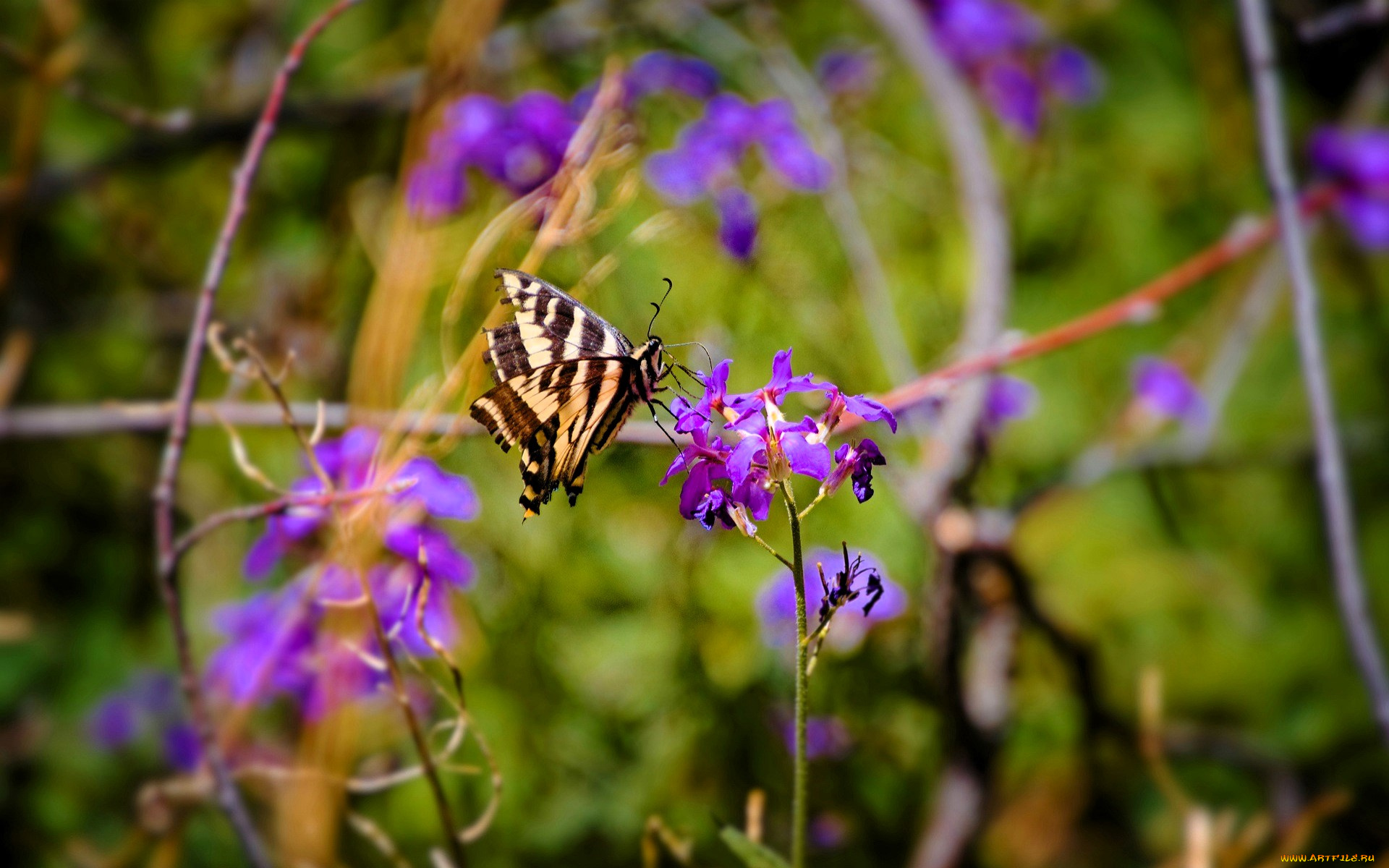 животные, бабочки, , мотыльки, , моли, бабочка, цветы, трава
