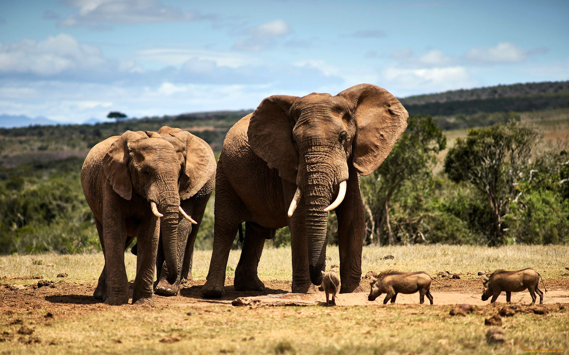 животные, разные, вместе, слоны, кабаны, лужа, деревья