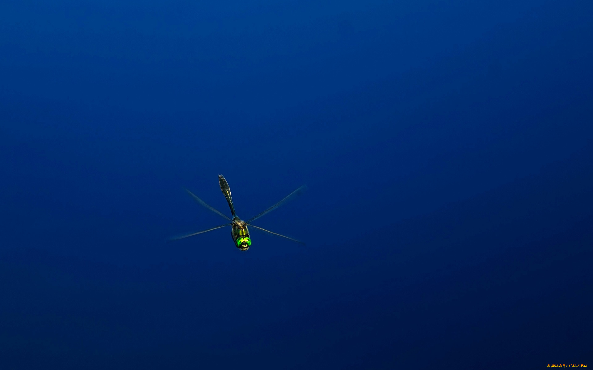 животные, стрекозы, стрекоза, полет