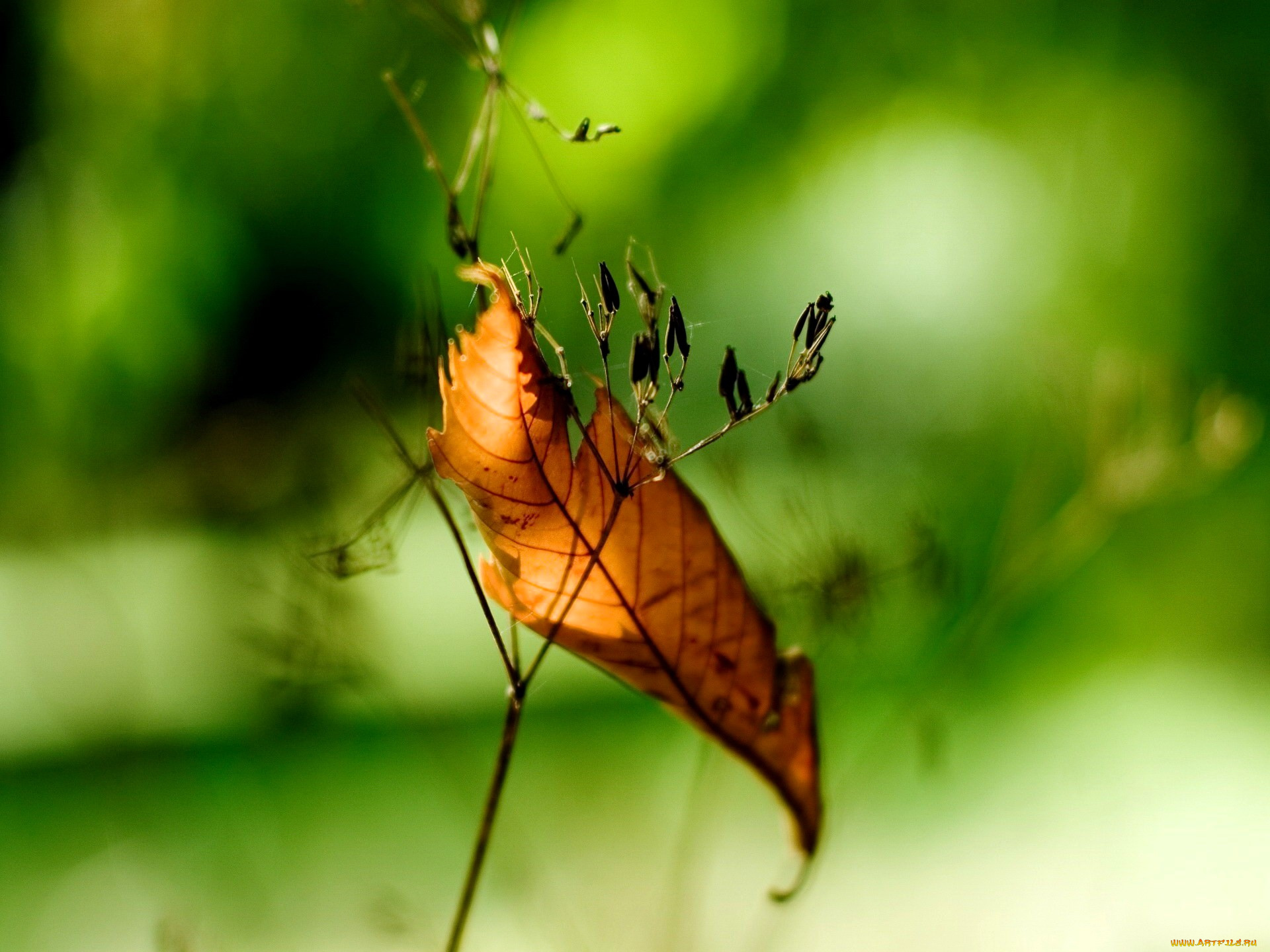 природа, листья, листок, травинка, макро