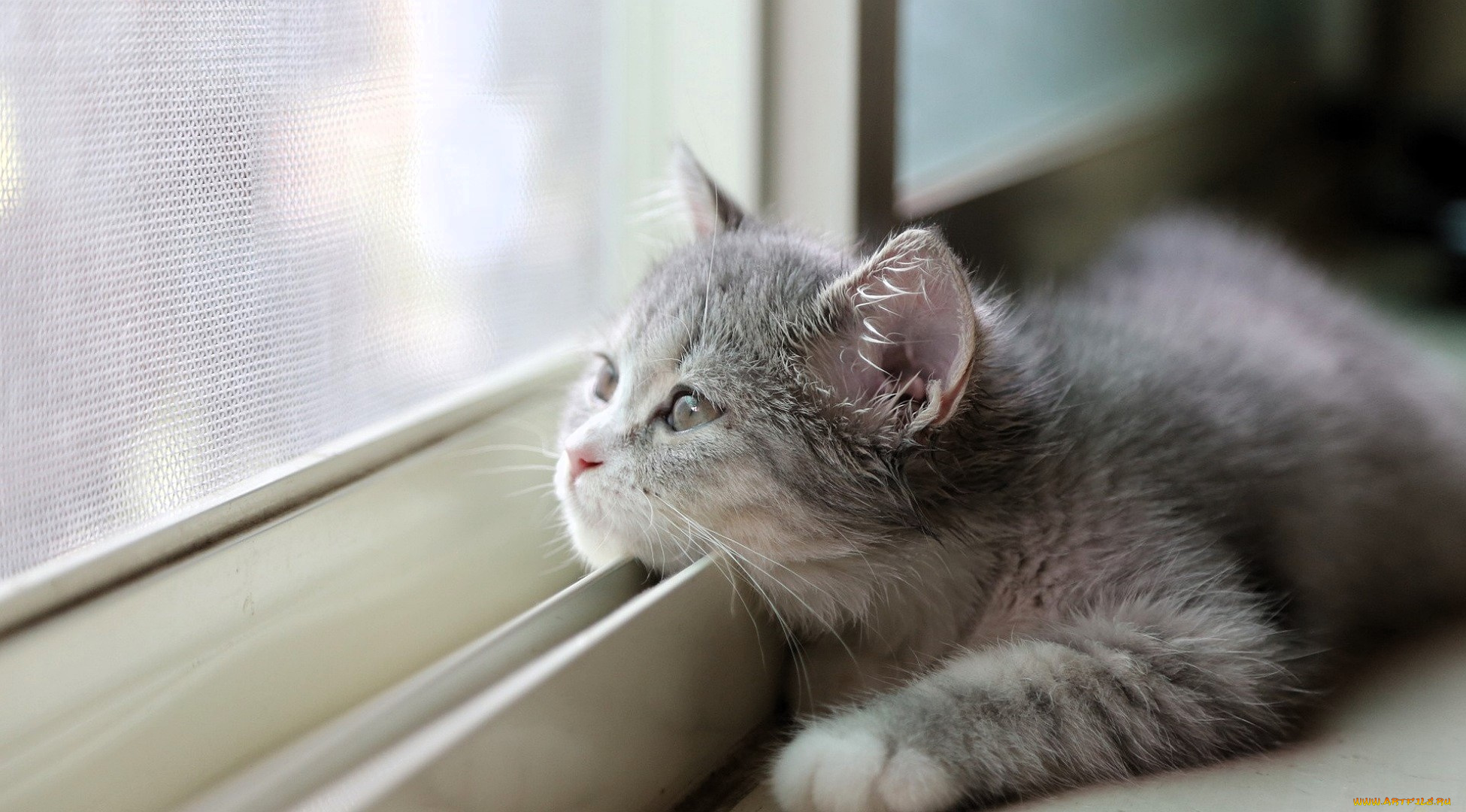 животные, коты, котенок, окно