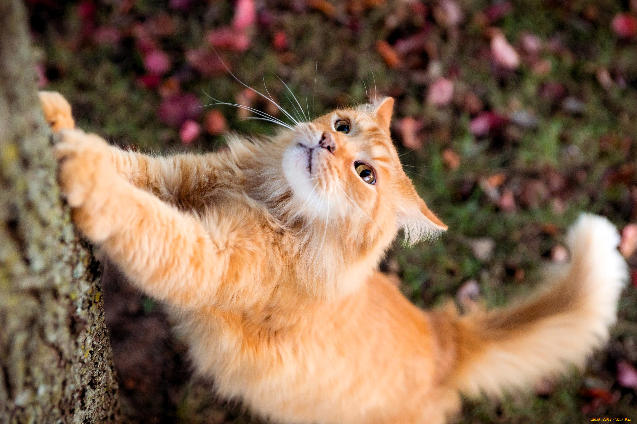 животные, коты, кот, рыжий, дерево, листья, осень