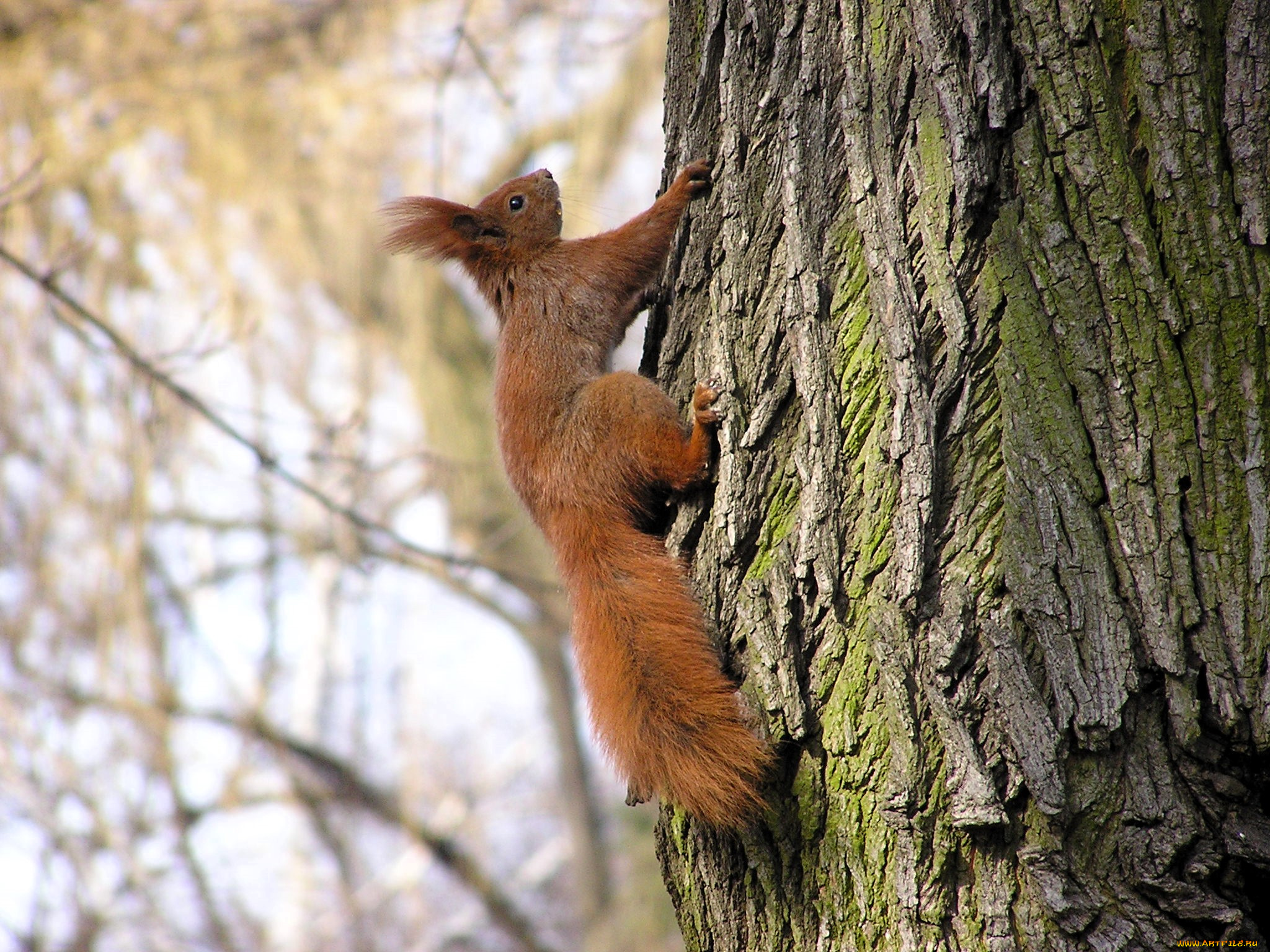 животные, белки, белка, дерево, осень