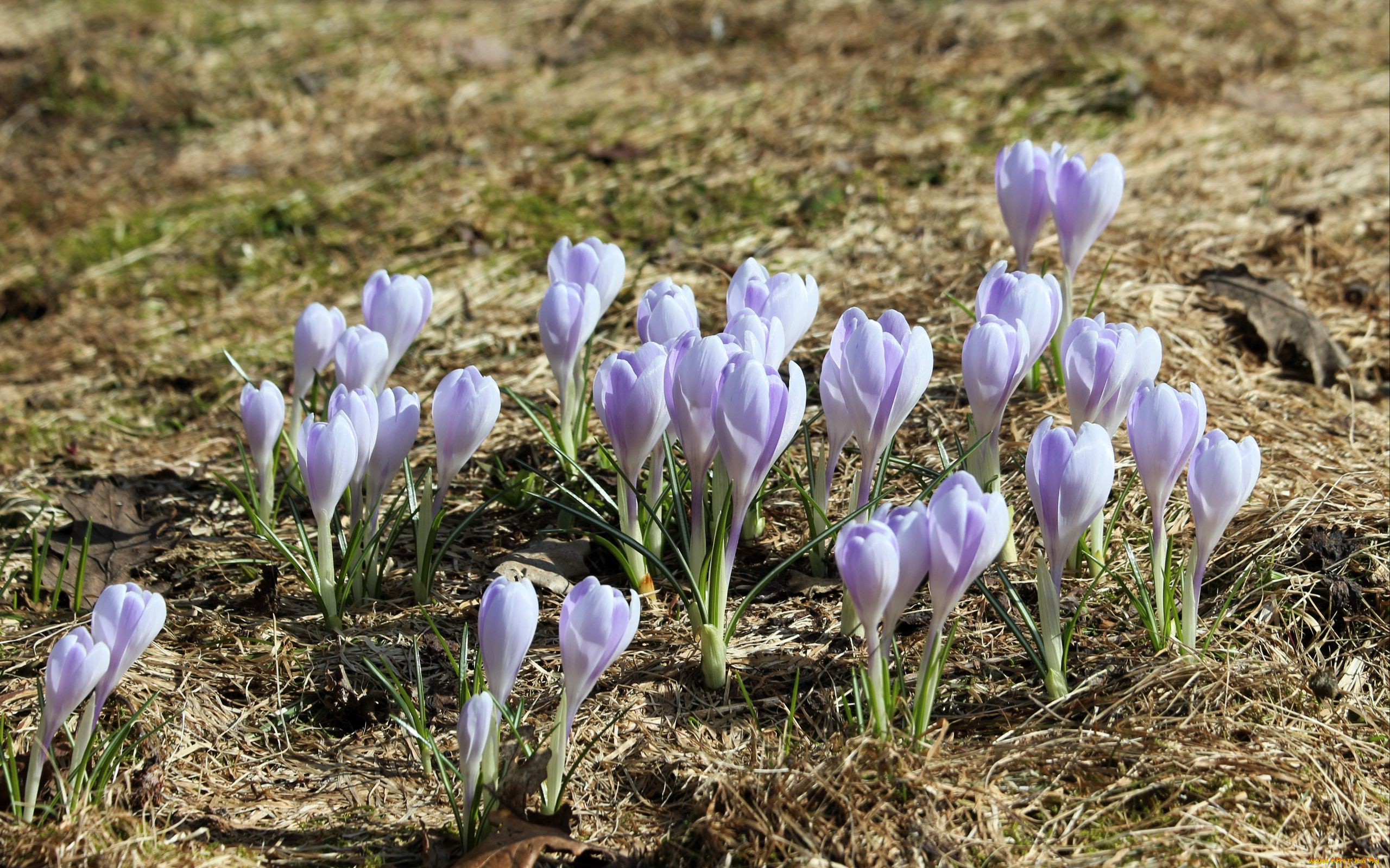 цветы, крокусы, весна, первоцветы