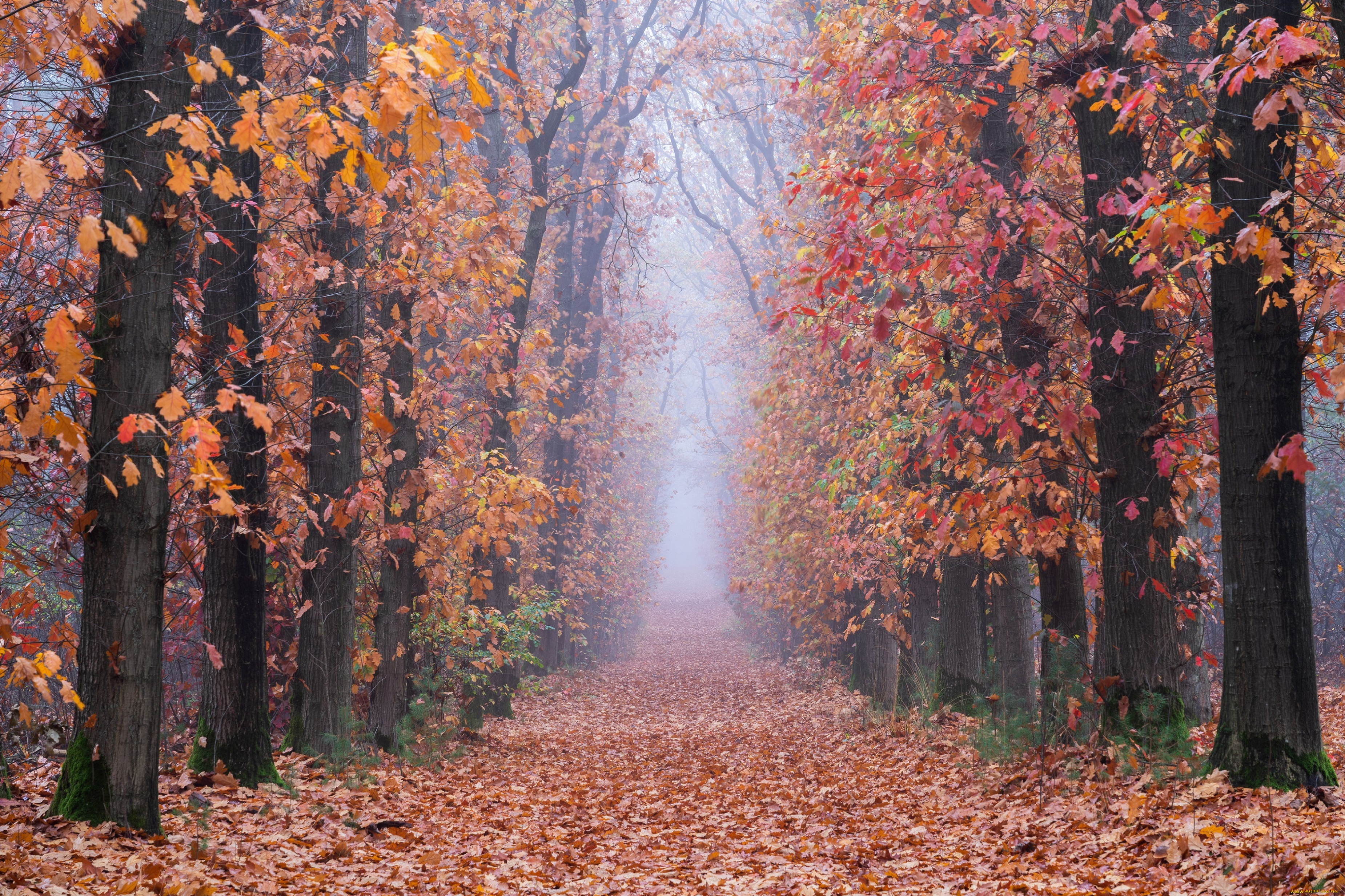 природа, дороги, осень