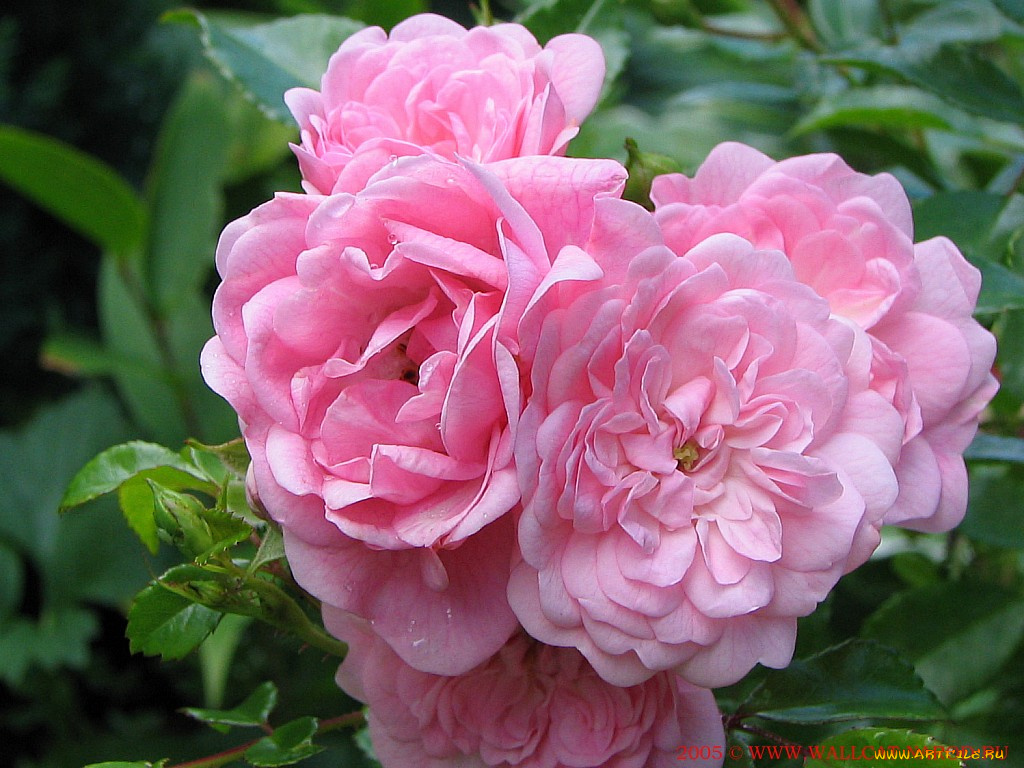 цветы, розы