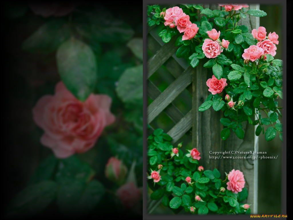 цветы, розы