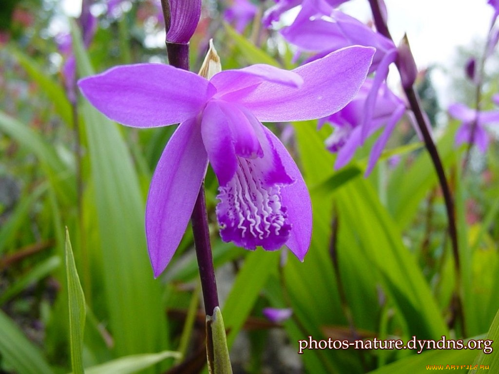 орхидея, цветы, орхидеи