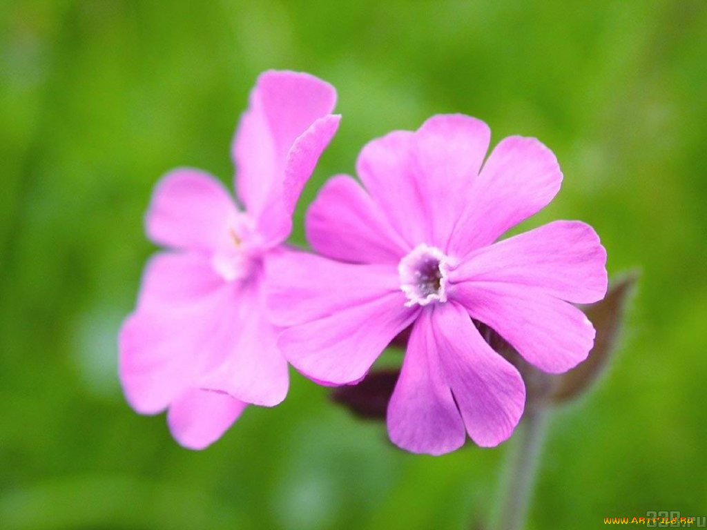 цветы, флоксы