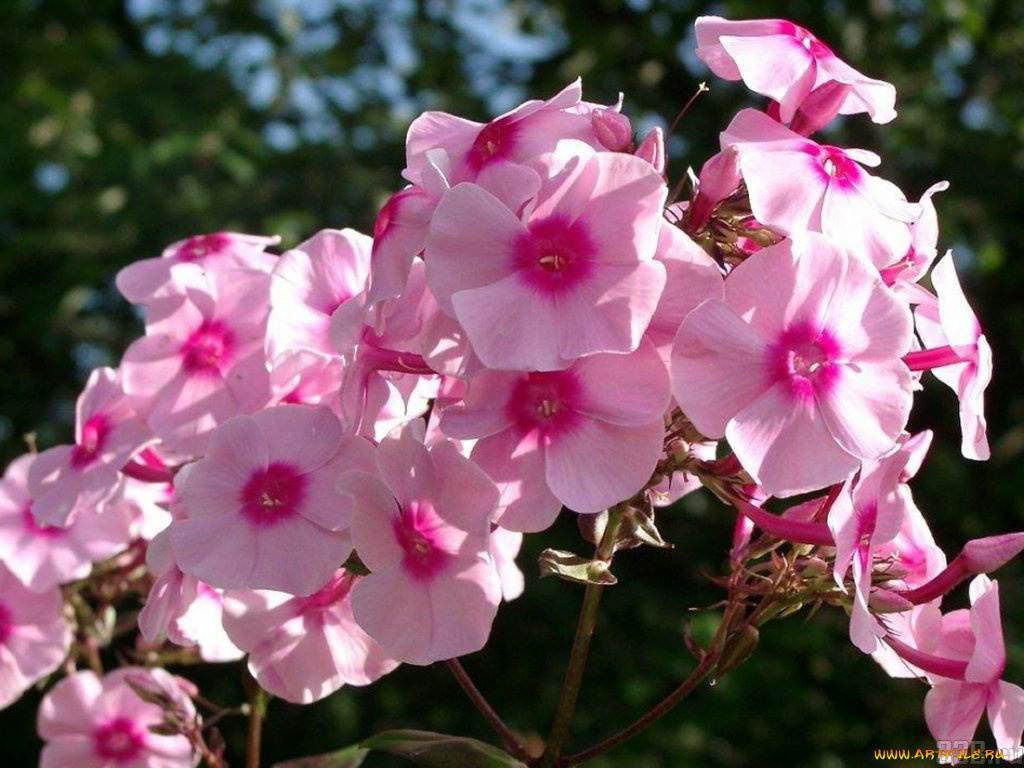 цветы, флоксы