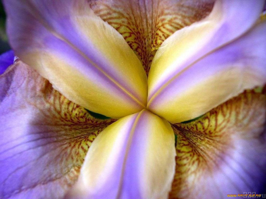 цветы, ирисы