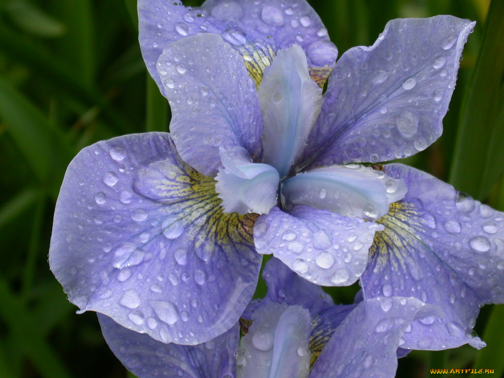цветы, ирисы