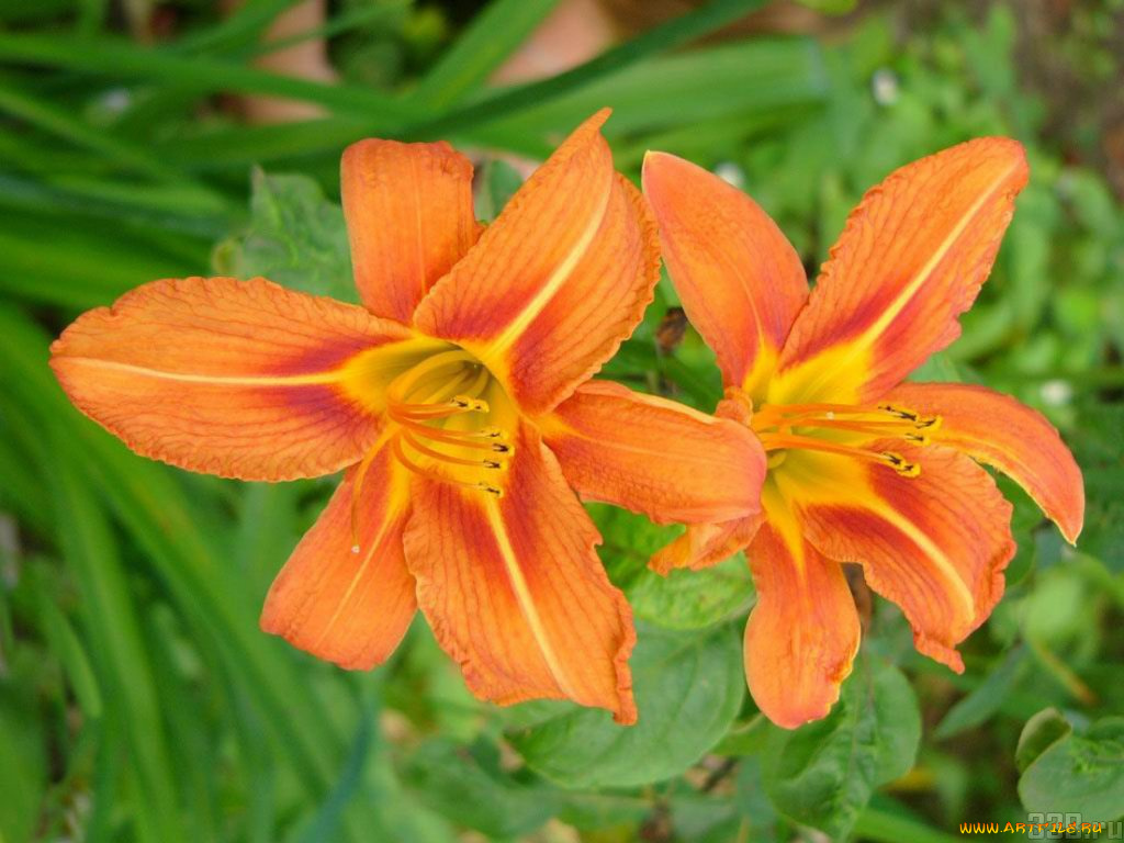 цветы, лилии, лилейники