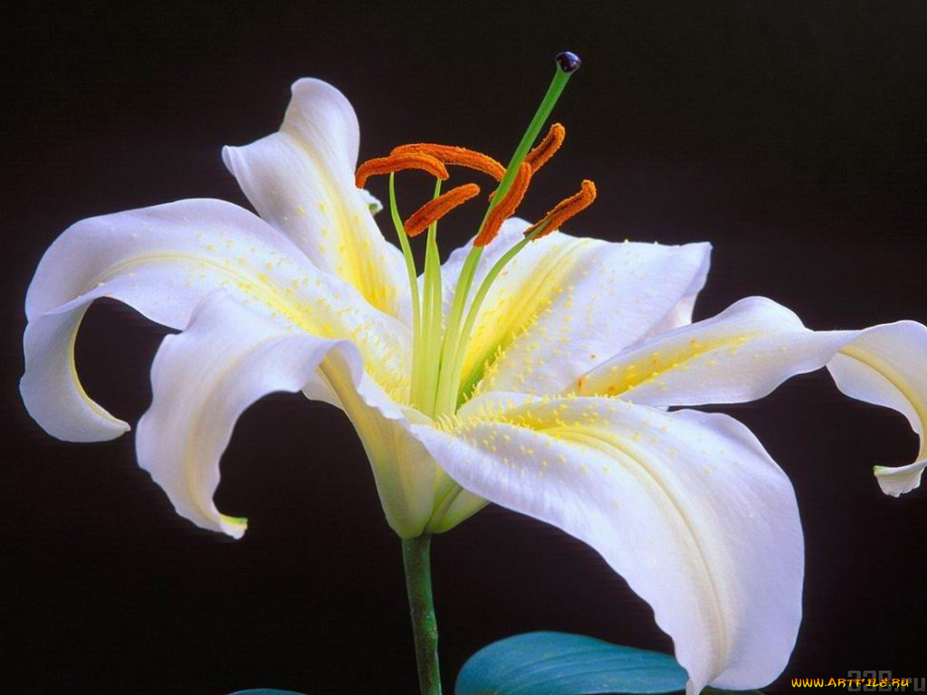 цветы, лилии, лилейники