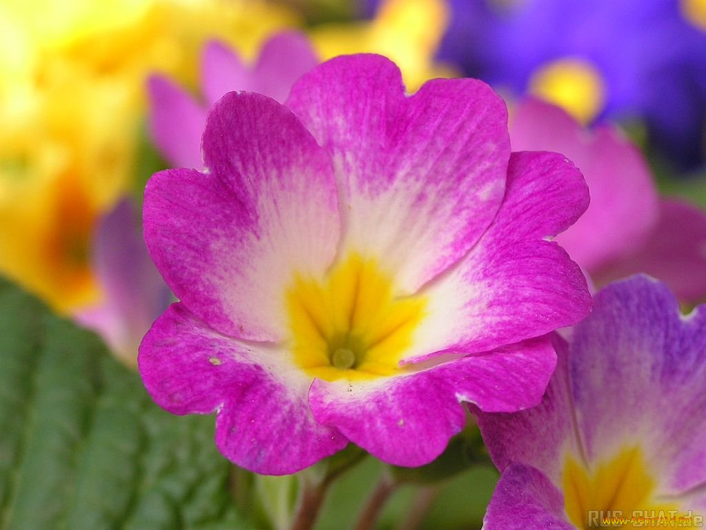 цветы, примулы