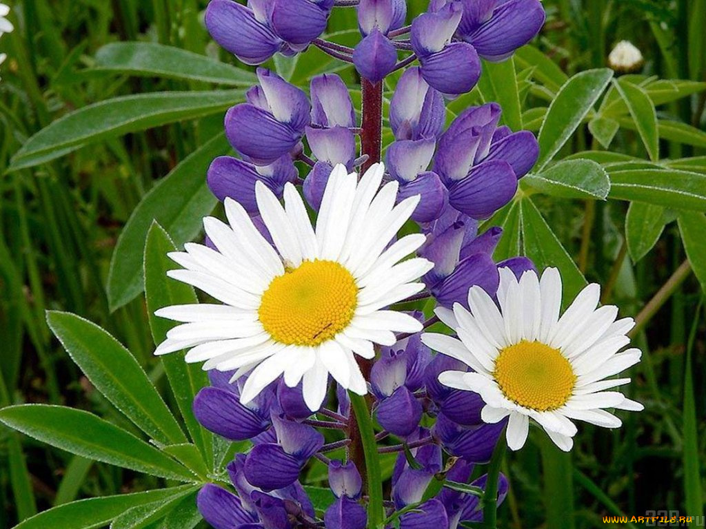 цветы, разные, вместе