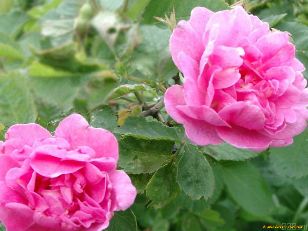 цветы, розы