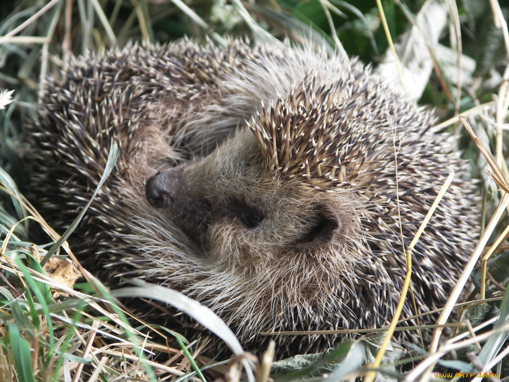 животные, ежи
