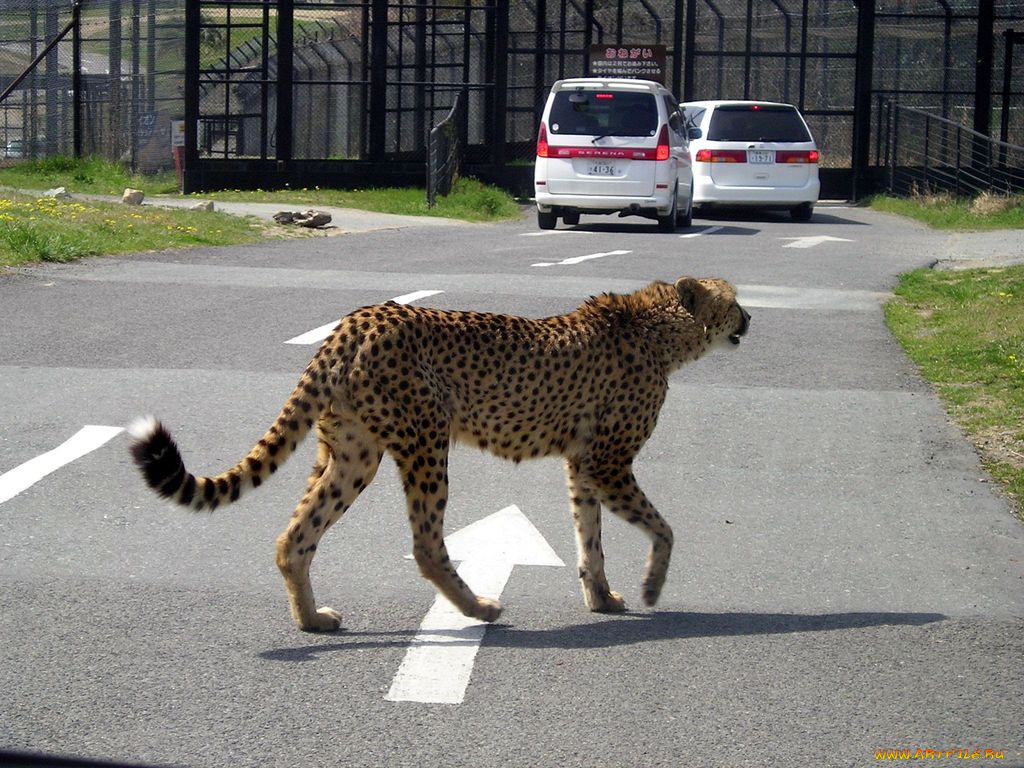 животные, гепарды