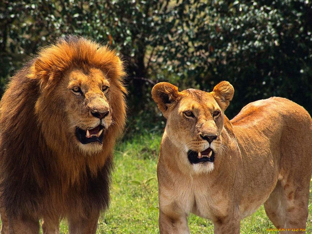 животные, львы