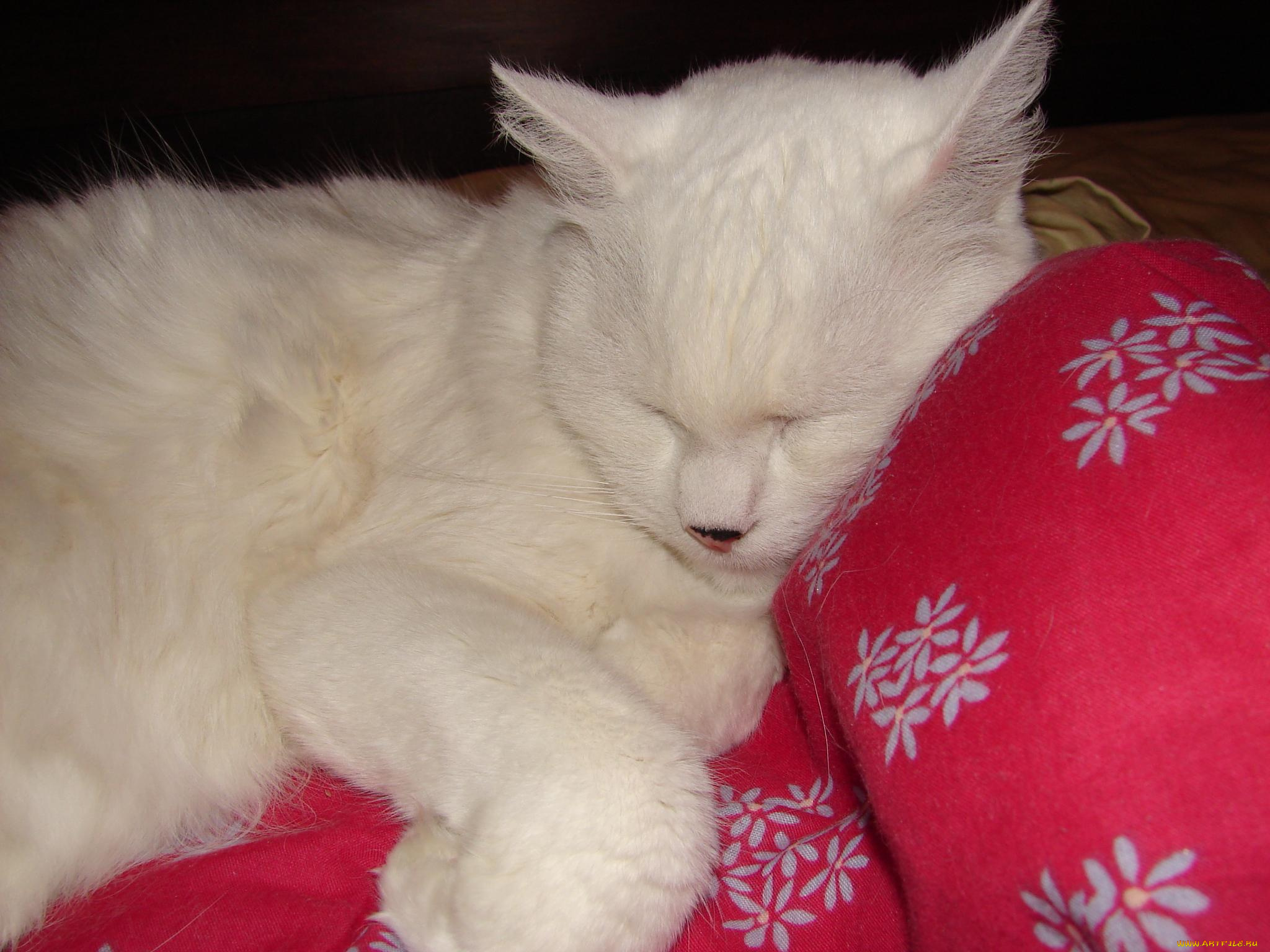 животные, коты