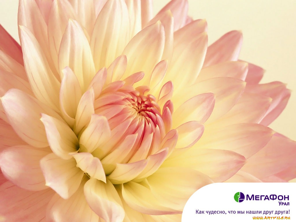 бренды, мегафон