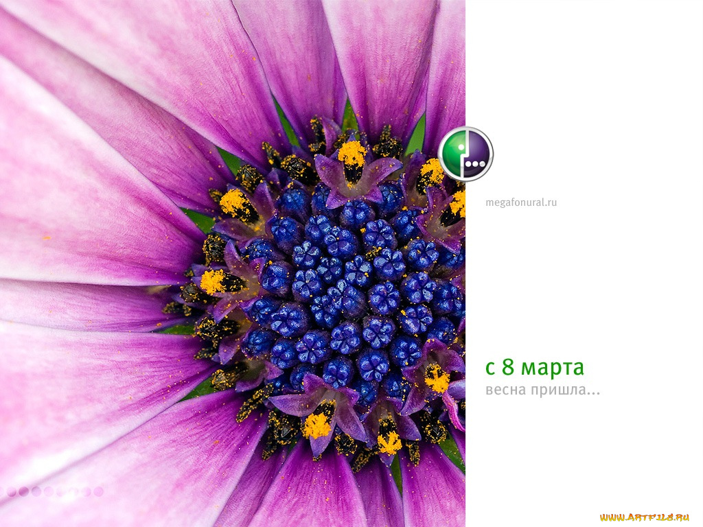 бренды, мегафон