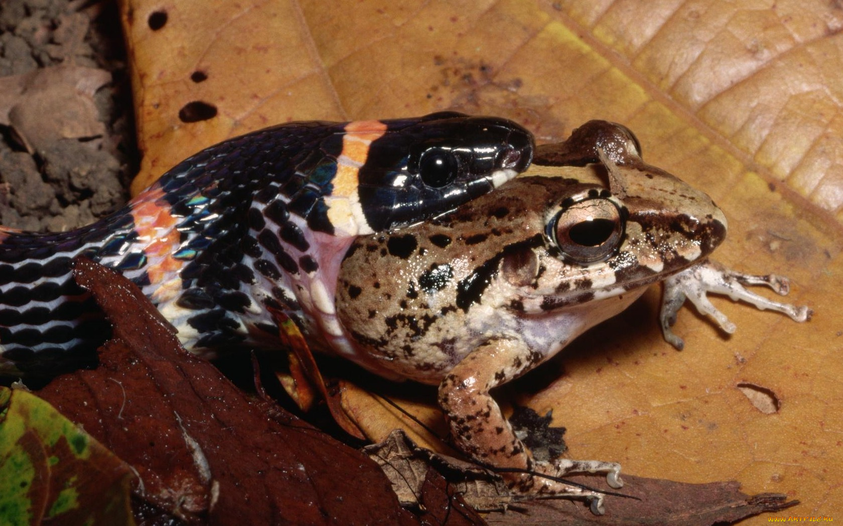 животные, разные, вместе