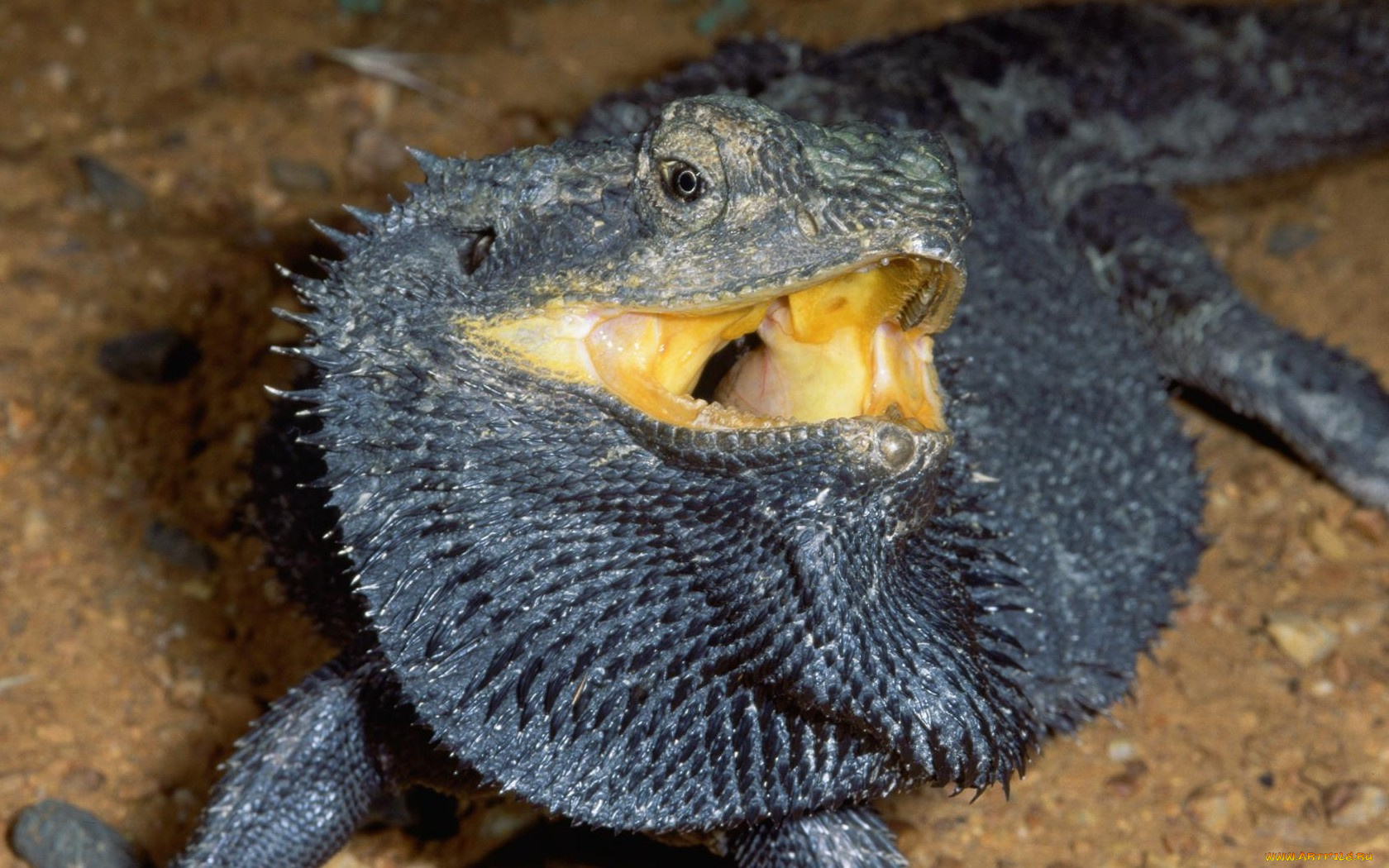 животные, Ящерицы, игуаны, вараны