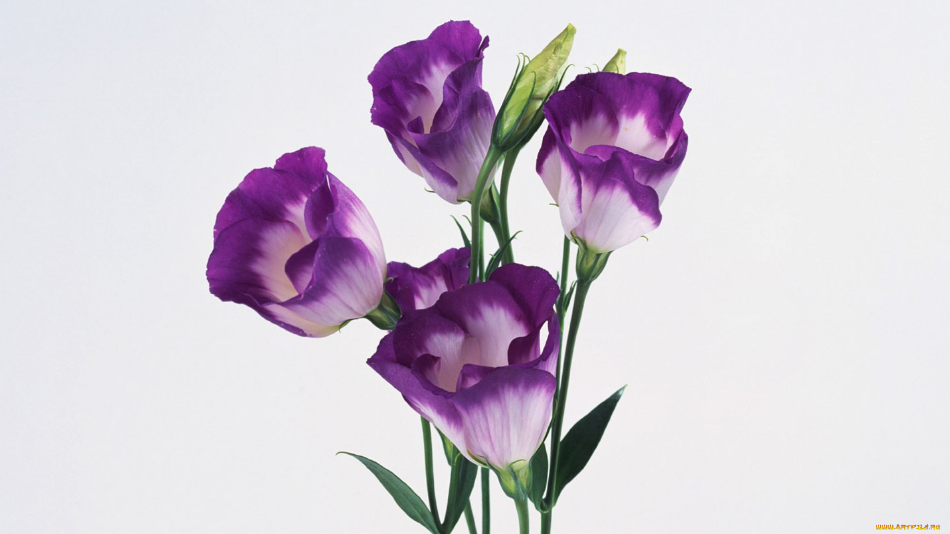 цветы, эустома