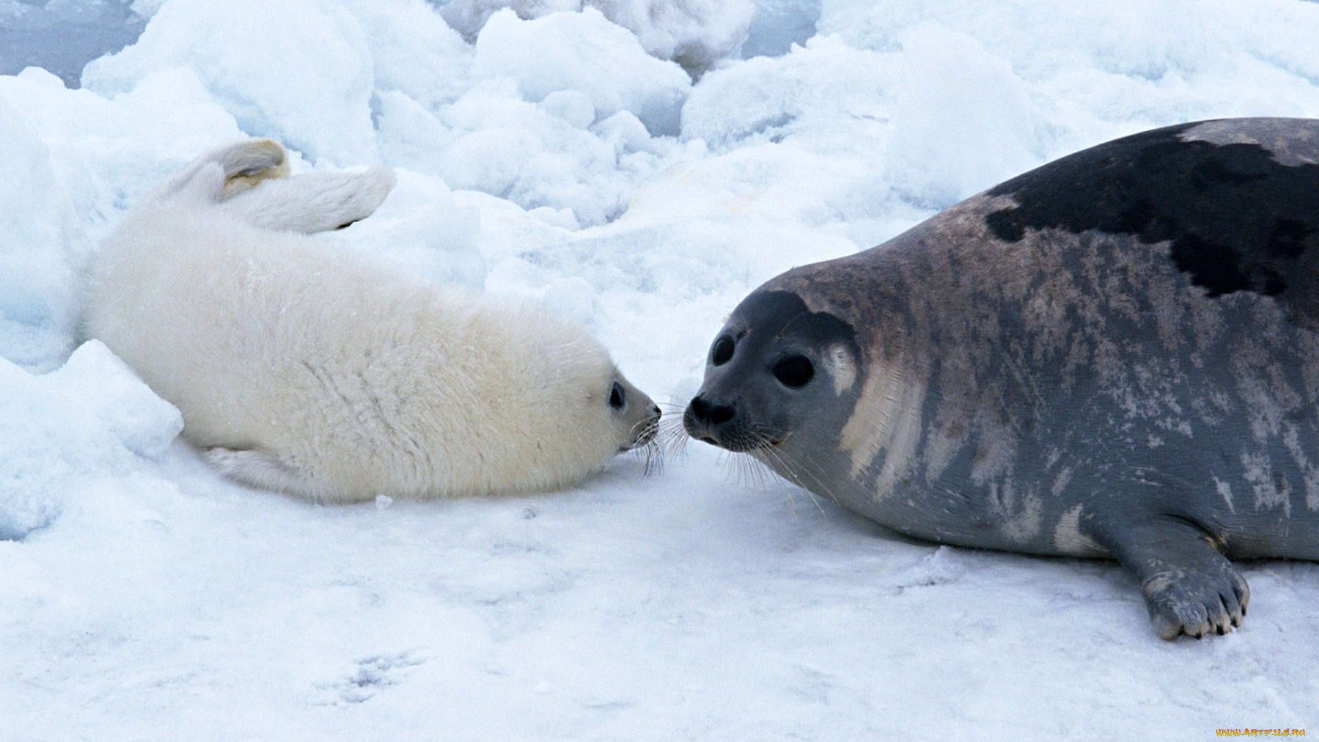 животные, тюлени, морские, львы, котики
