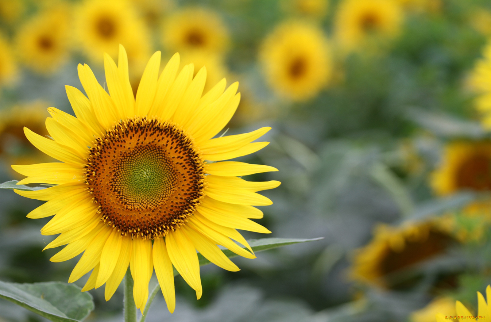 цветы, подсолнухи, лепестки