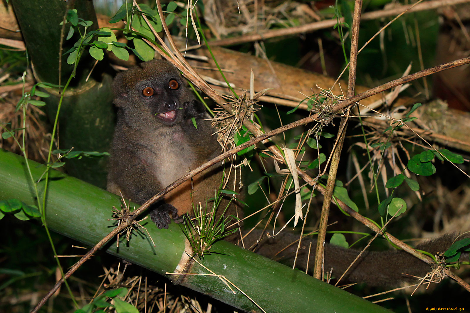 животные, лемуры, зверек, бамбук