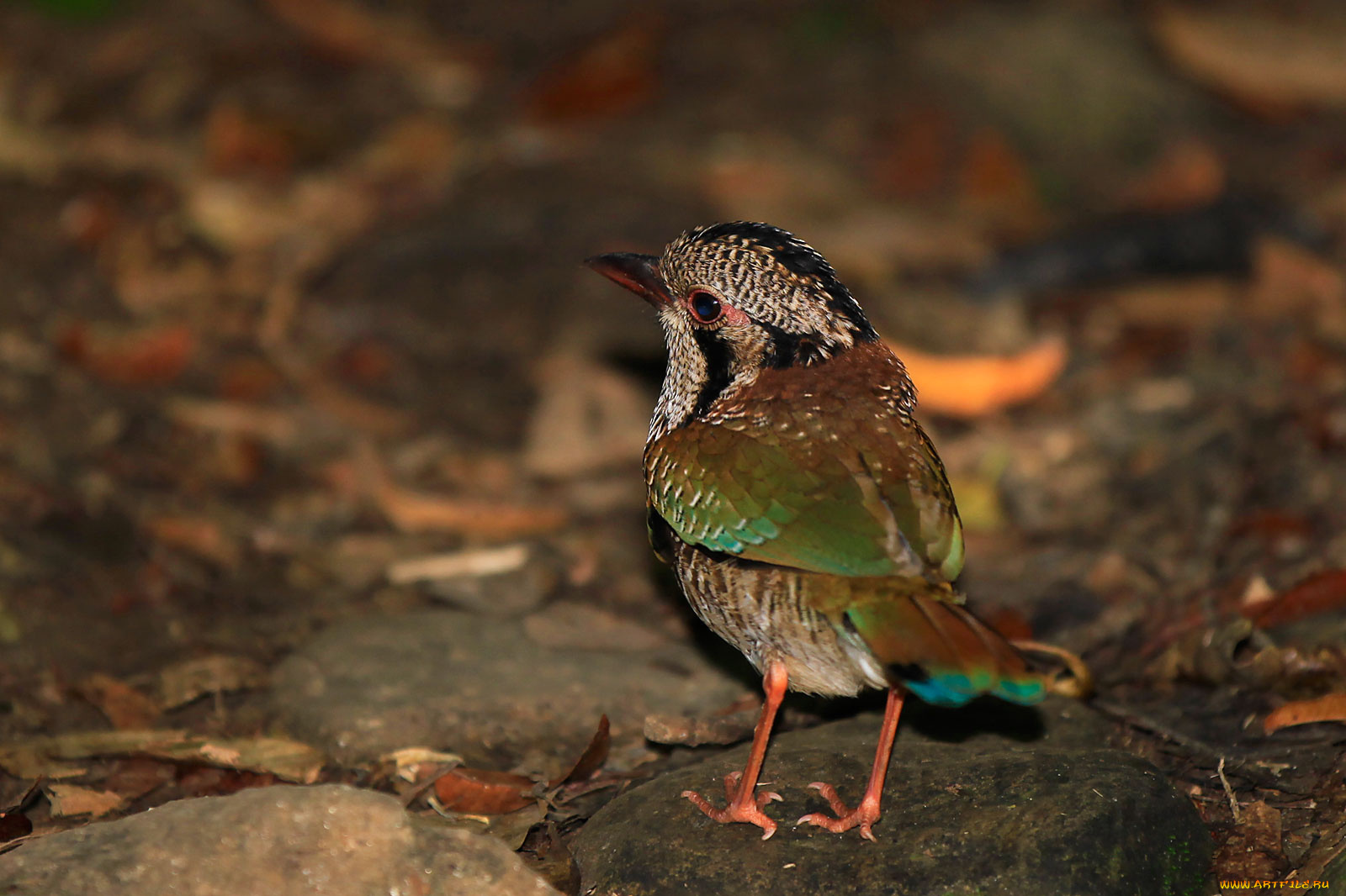 животные, птицы, птичка, камни