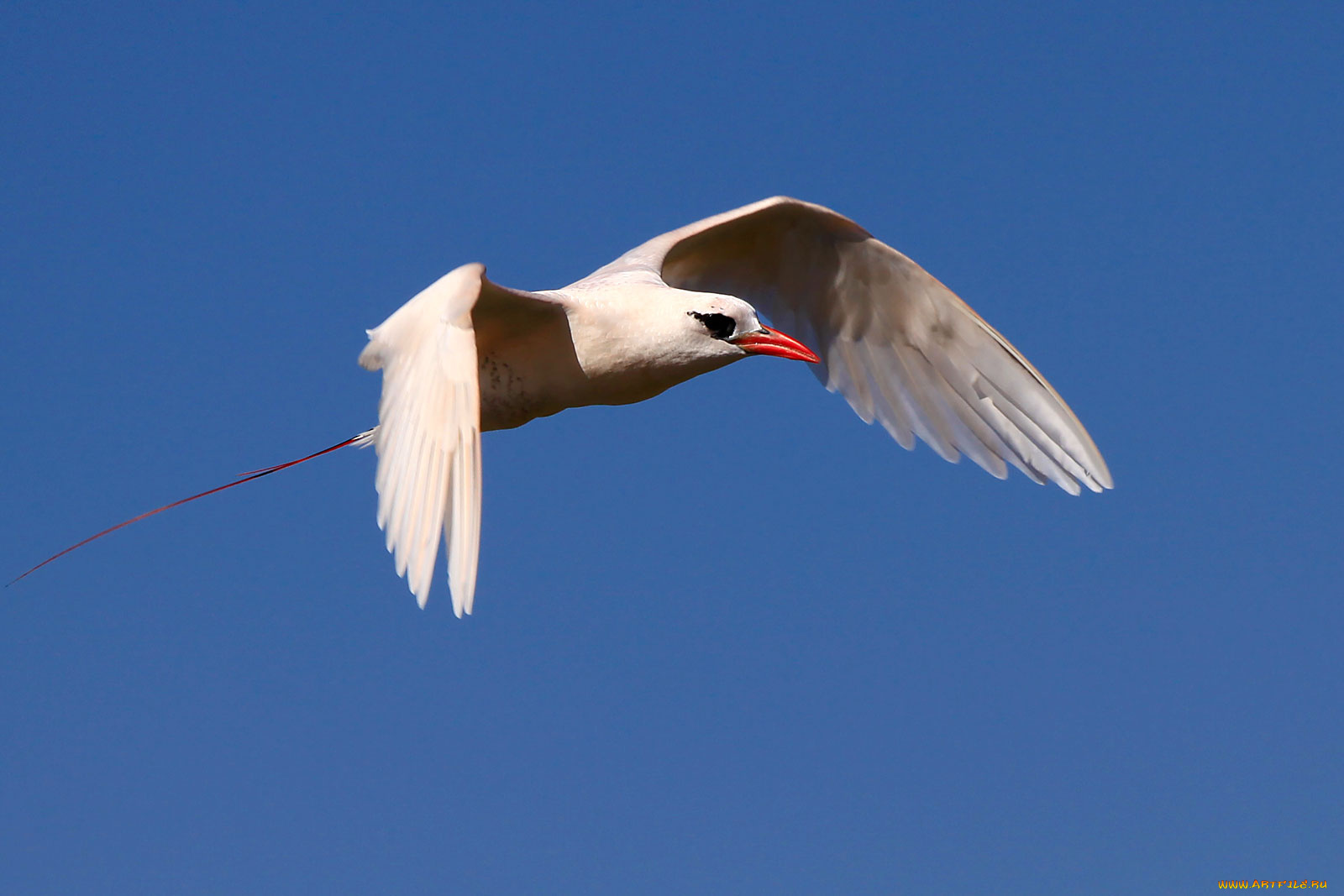 фаэтон, животные, птицы