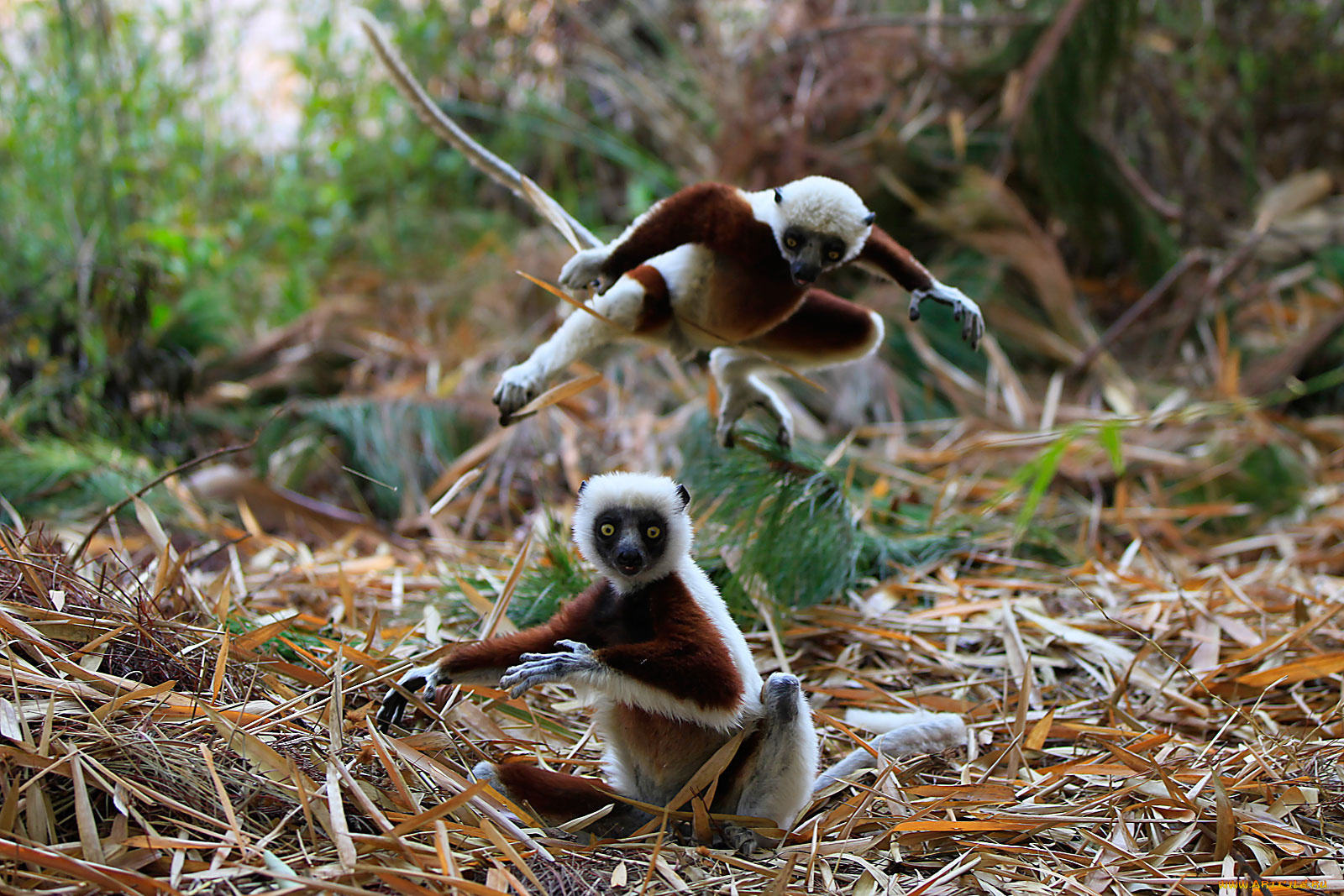 животные, лемуры