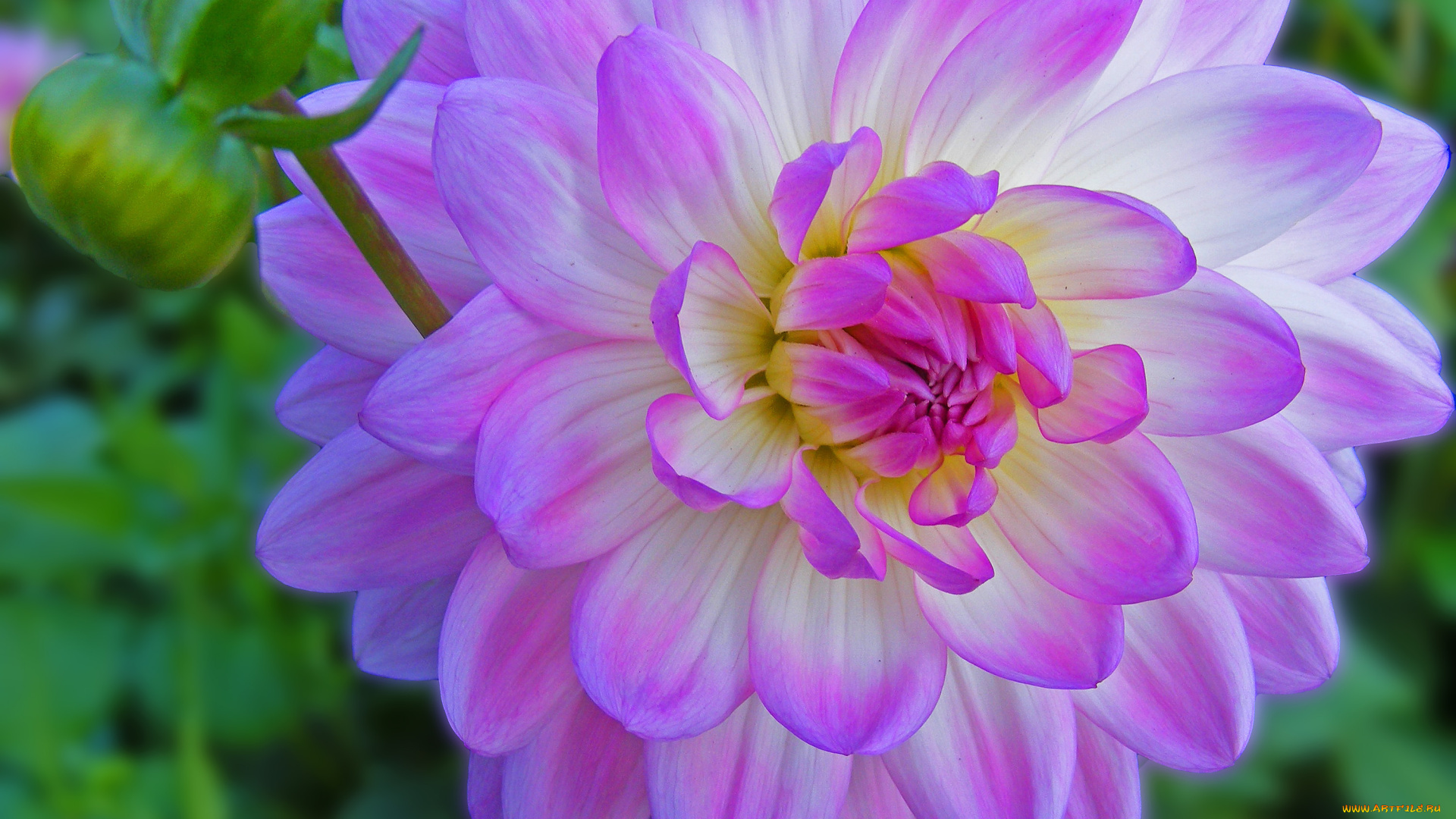 цветы, георгины, листья