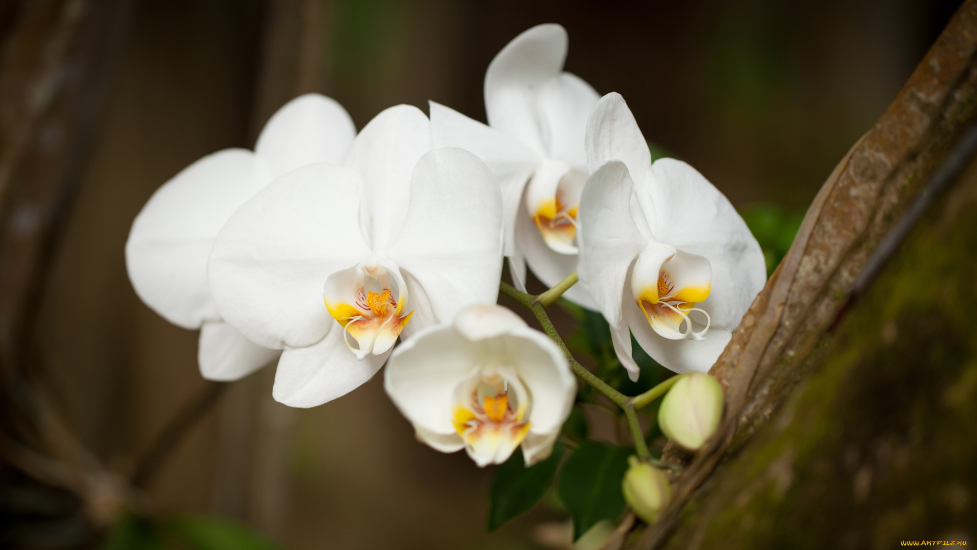цветы, орхидеи