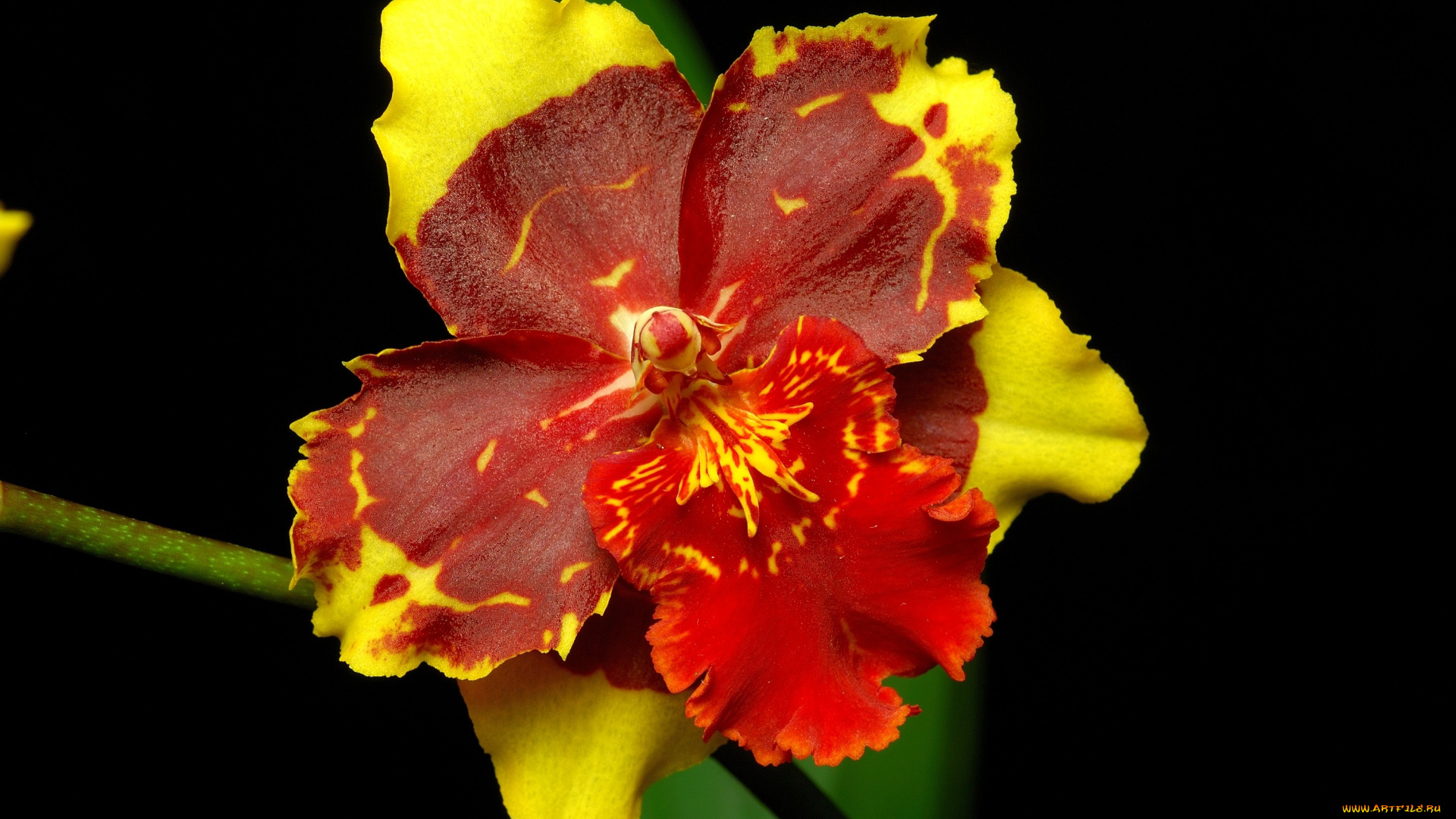 цветы, орхидеи, красно-желтый, экзотика