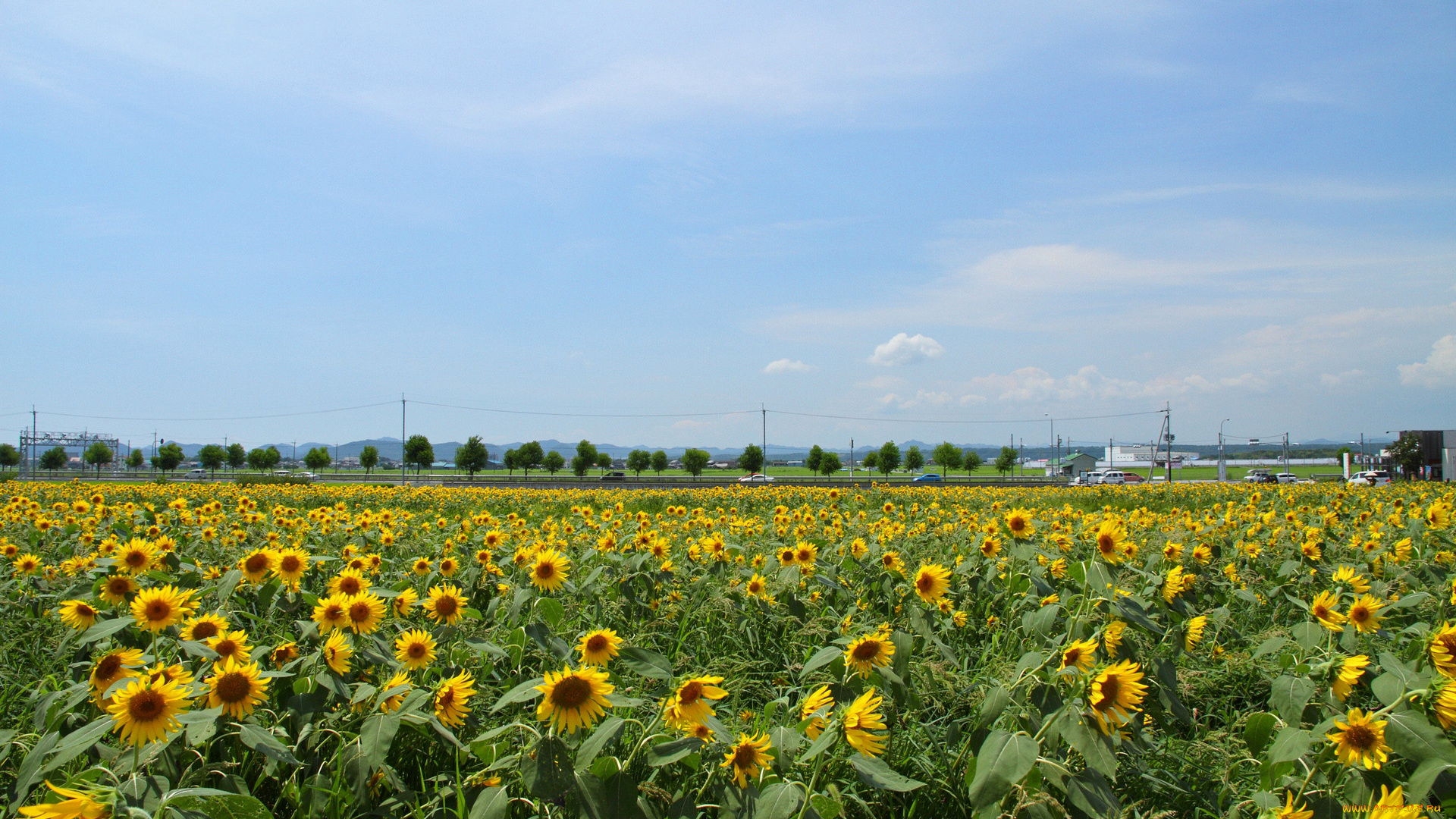цветы, подсолнухи, поле