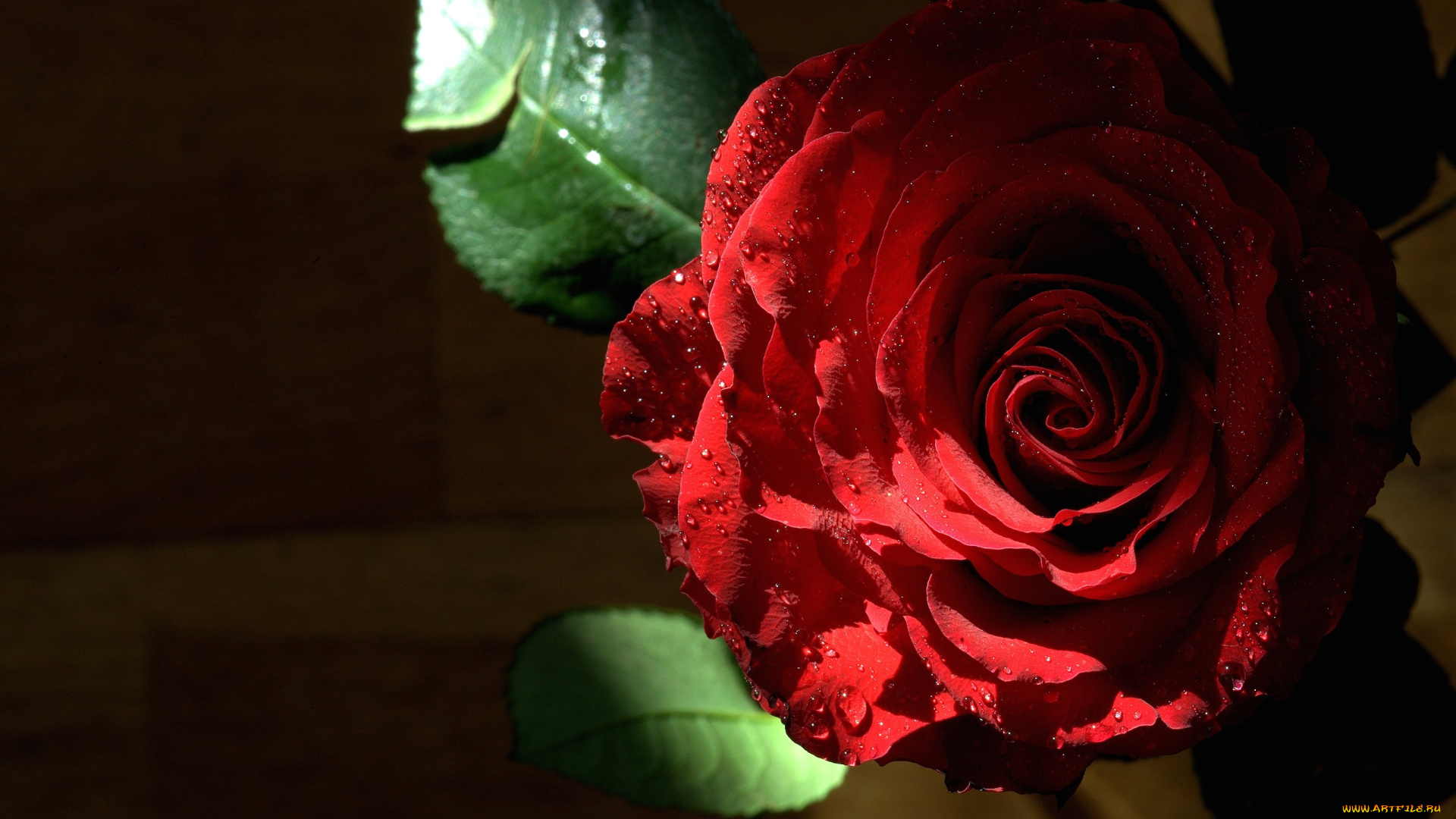 цветы, розы, капли, красный