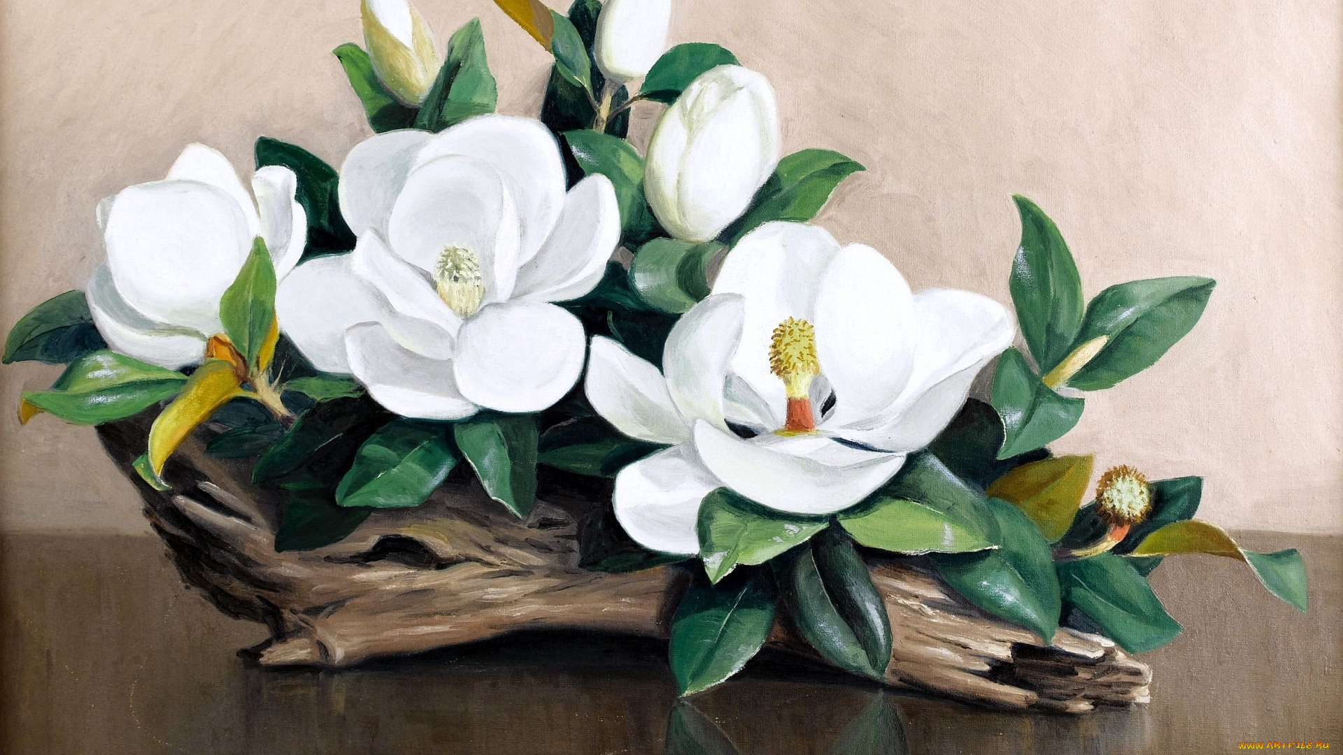 рисованные, цветы, магнолия, белый