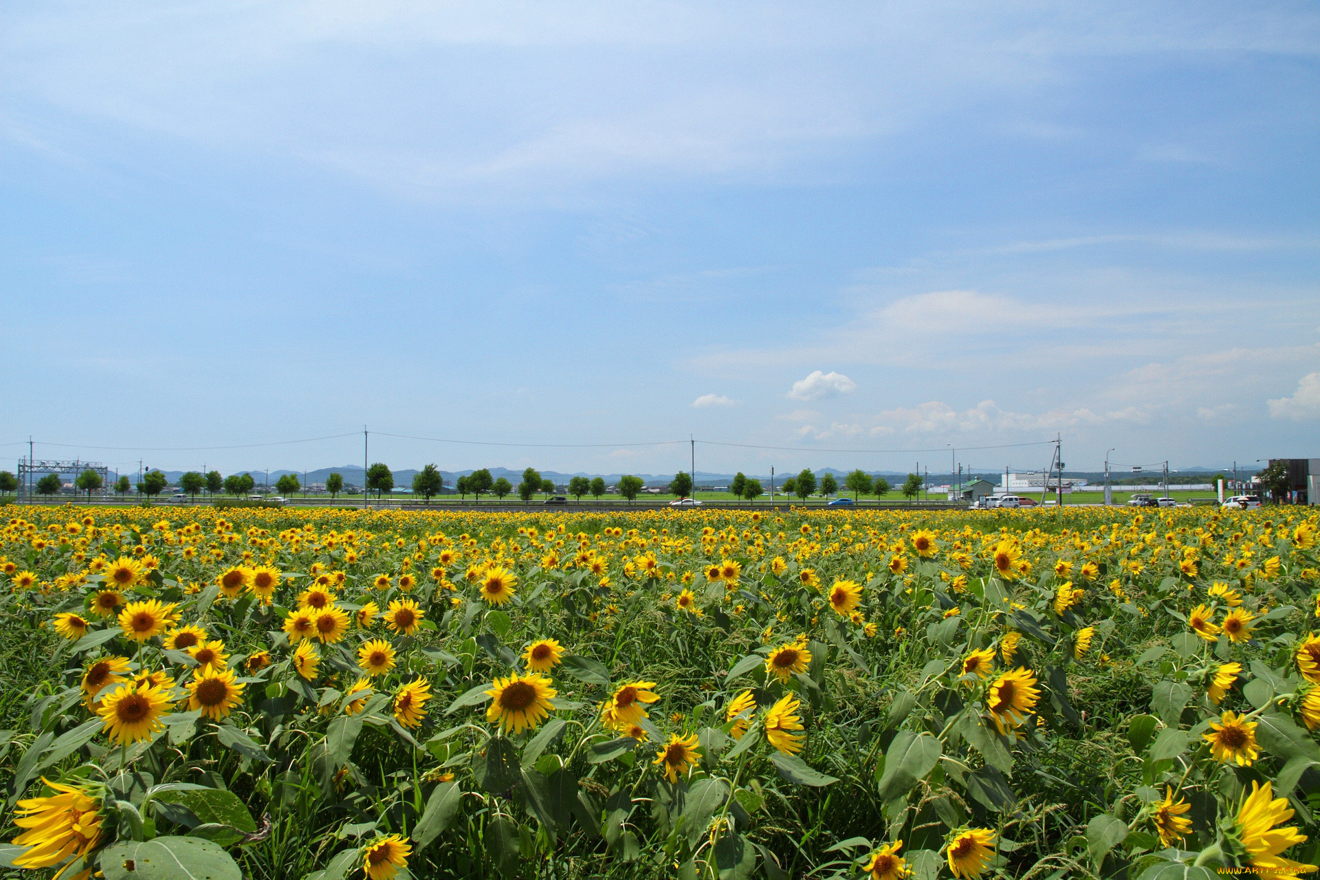 цветы, подсолнухи, поле