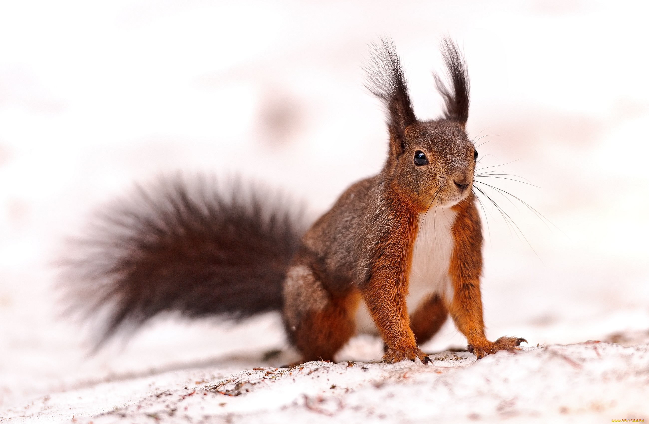 животные, белки