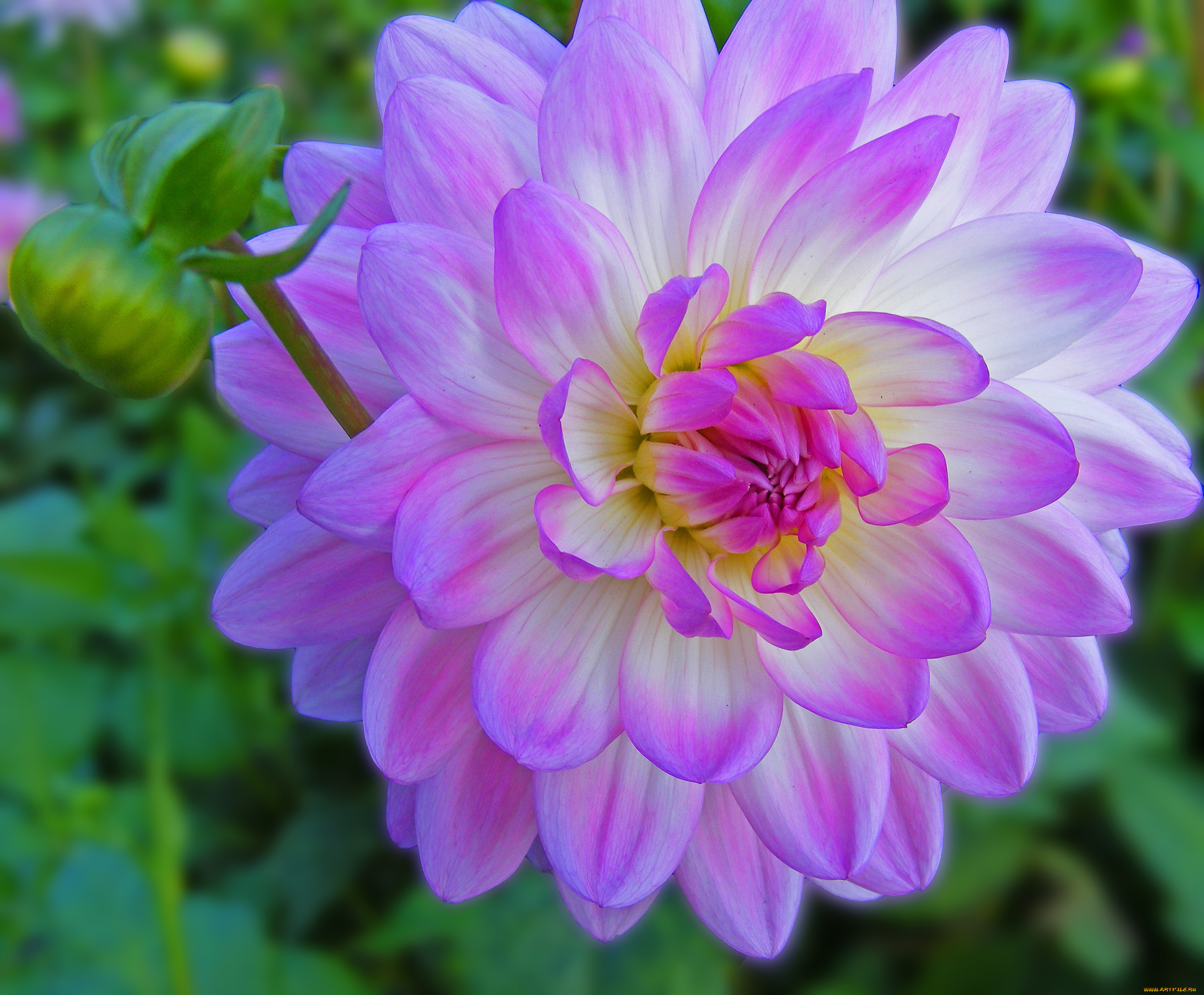 цветы, георгины, листья