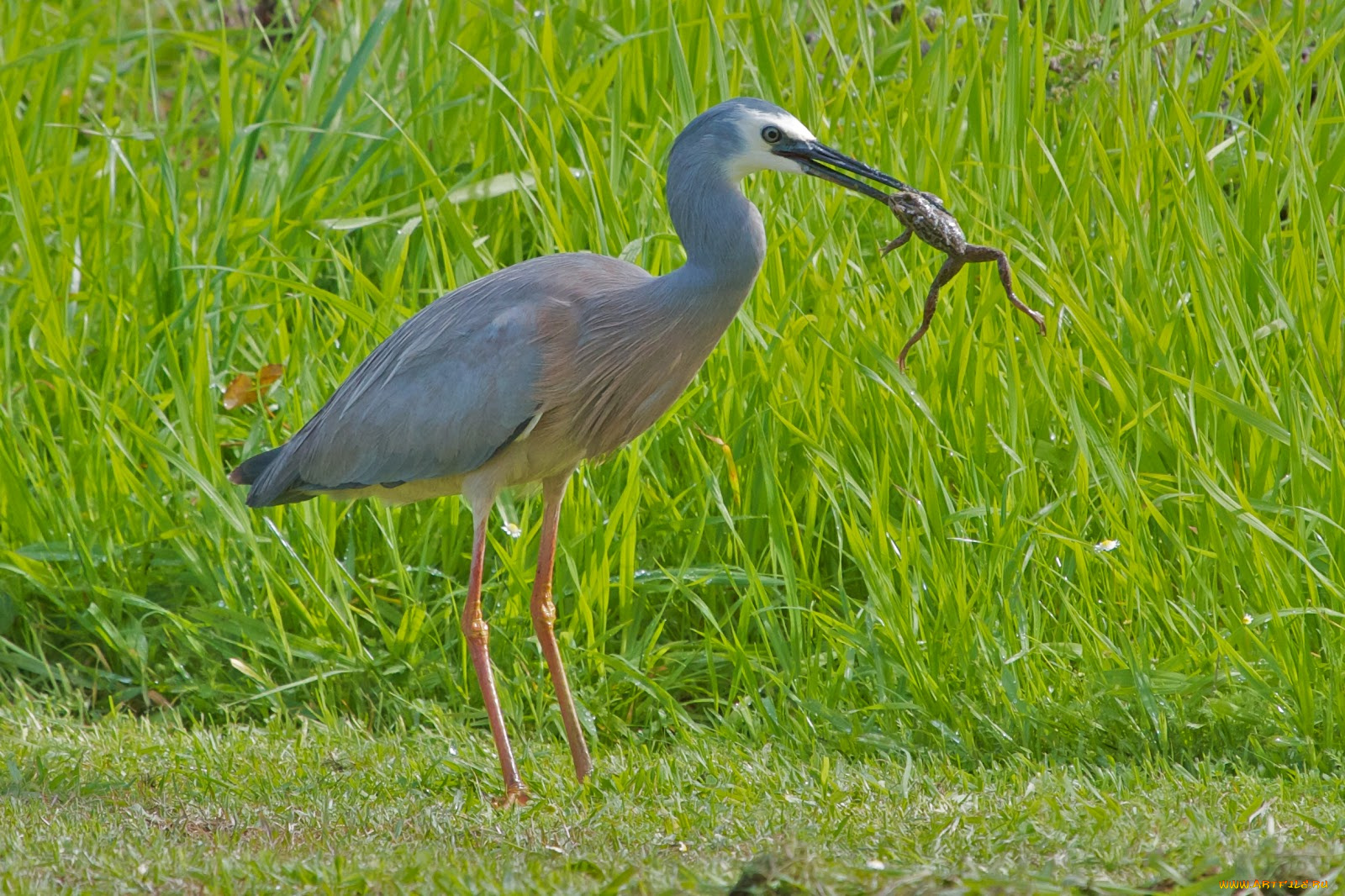 животные, цапли, лягушка, трава