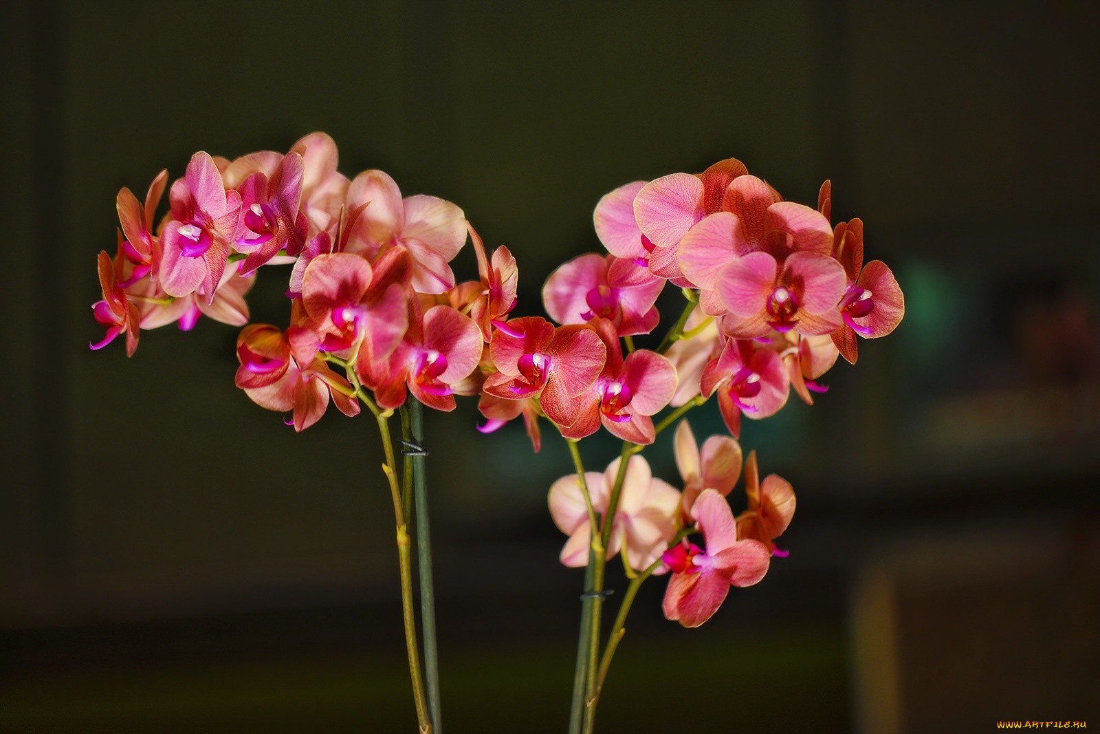цветы, орхидеи, экзотика