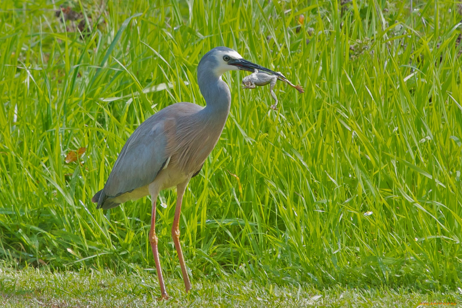 животные, цапли, лягушка, трава