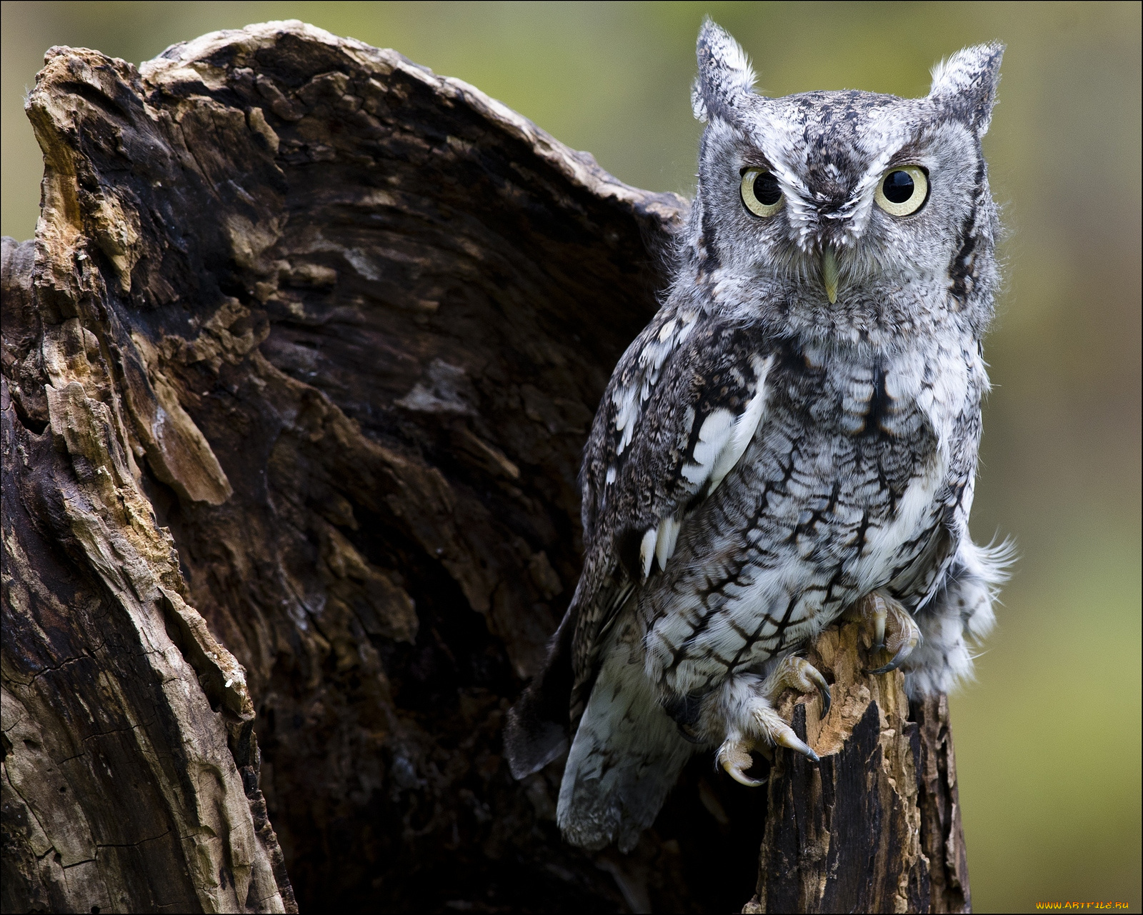 животные, совы, серый, забавный
