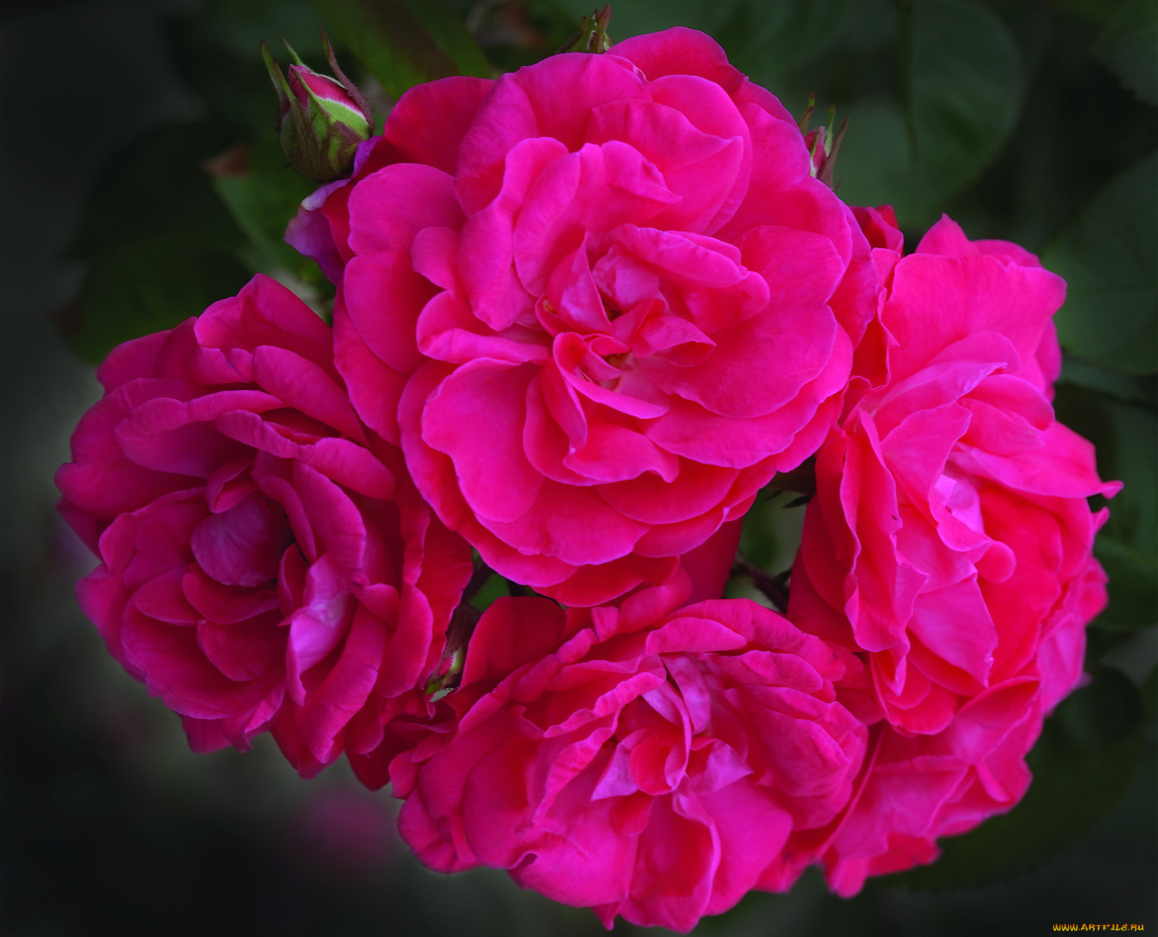 цветы, розы